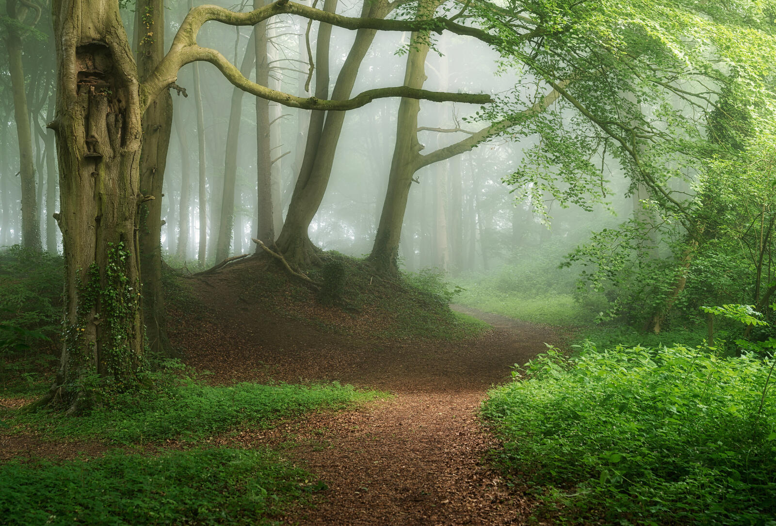 Трогательный лес. Тропинка в лесу. Деревья в лесу. Красивая природа лес. Сказочный лес в тумане.
