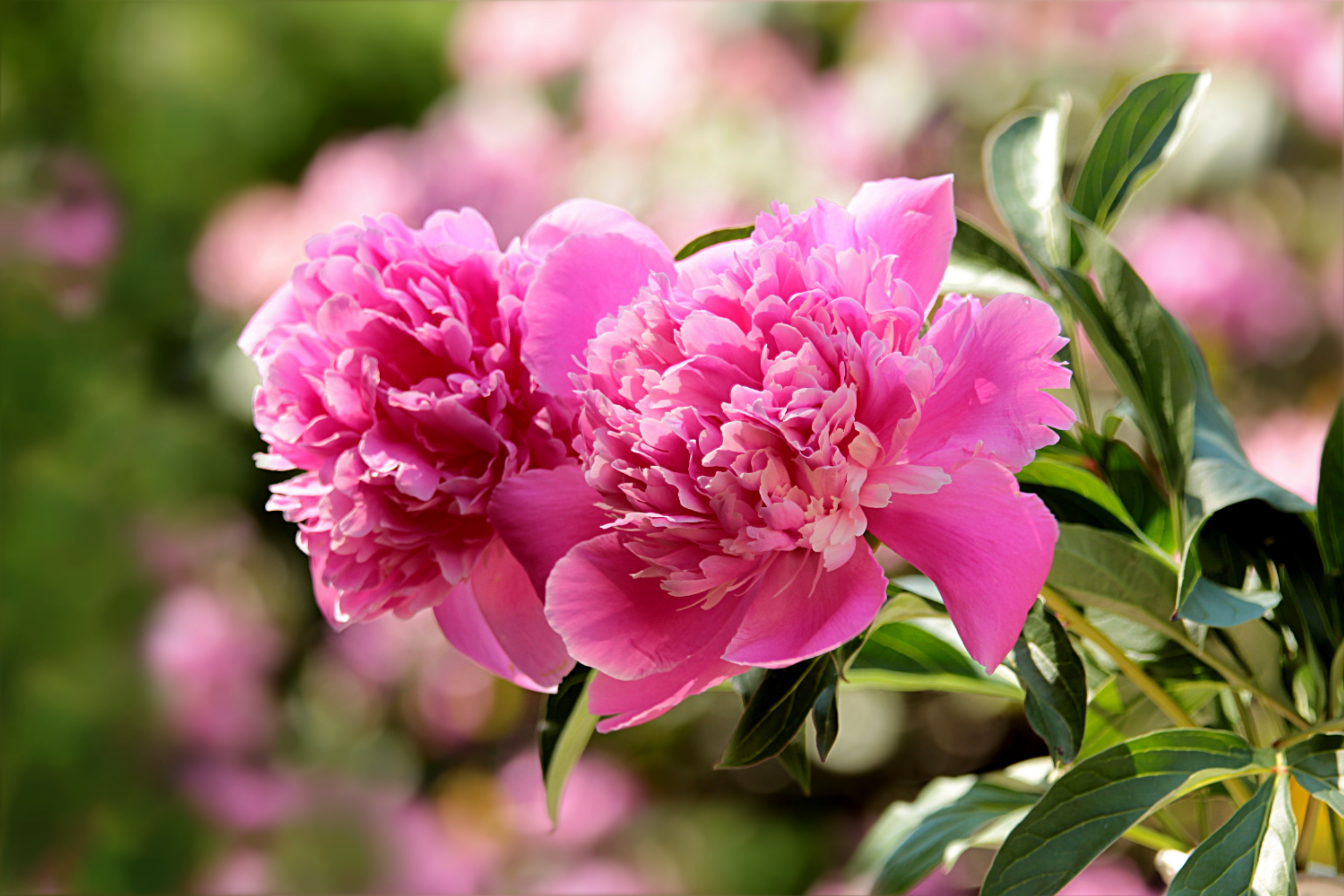 Фото бесплатно цветок, пион, розовый