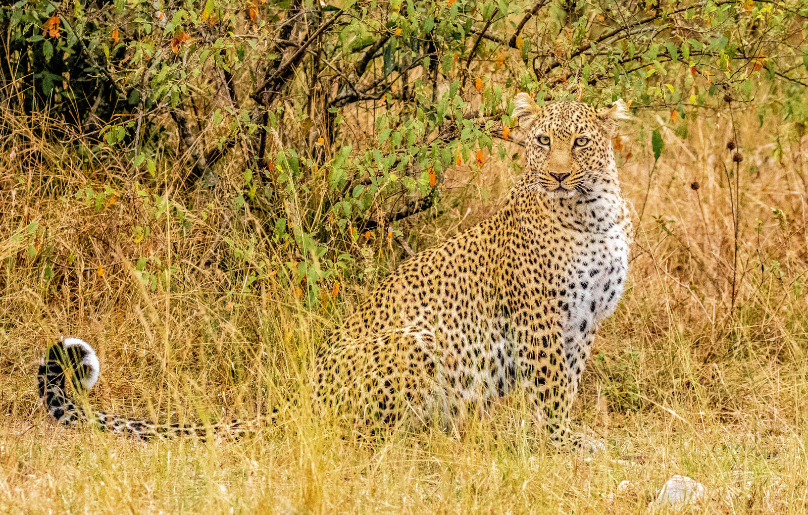 Wallpapers leopard Maasai Mara Kenya on the desktop