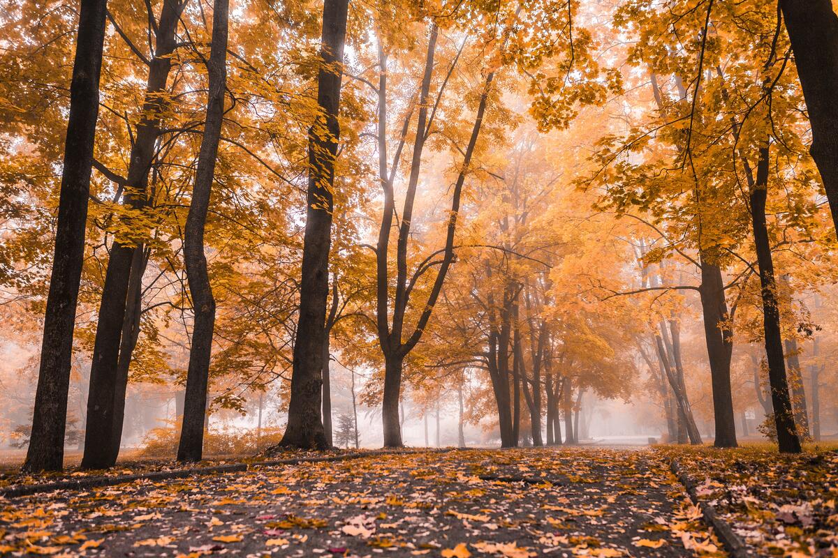 Fog in autumn park