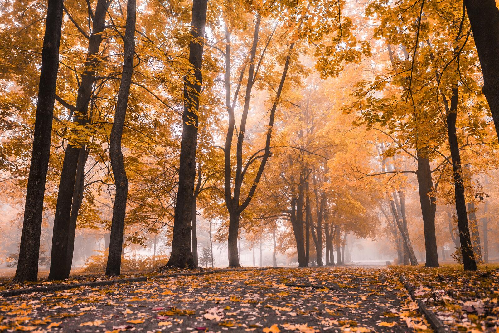 Бесплатное фото Туман в осеннем парке