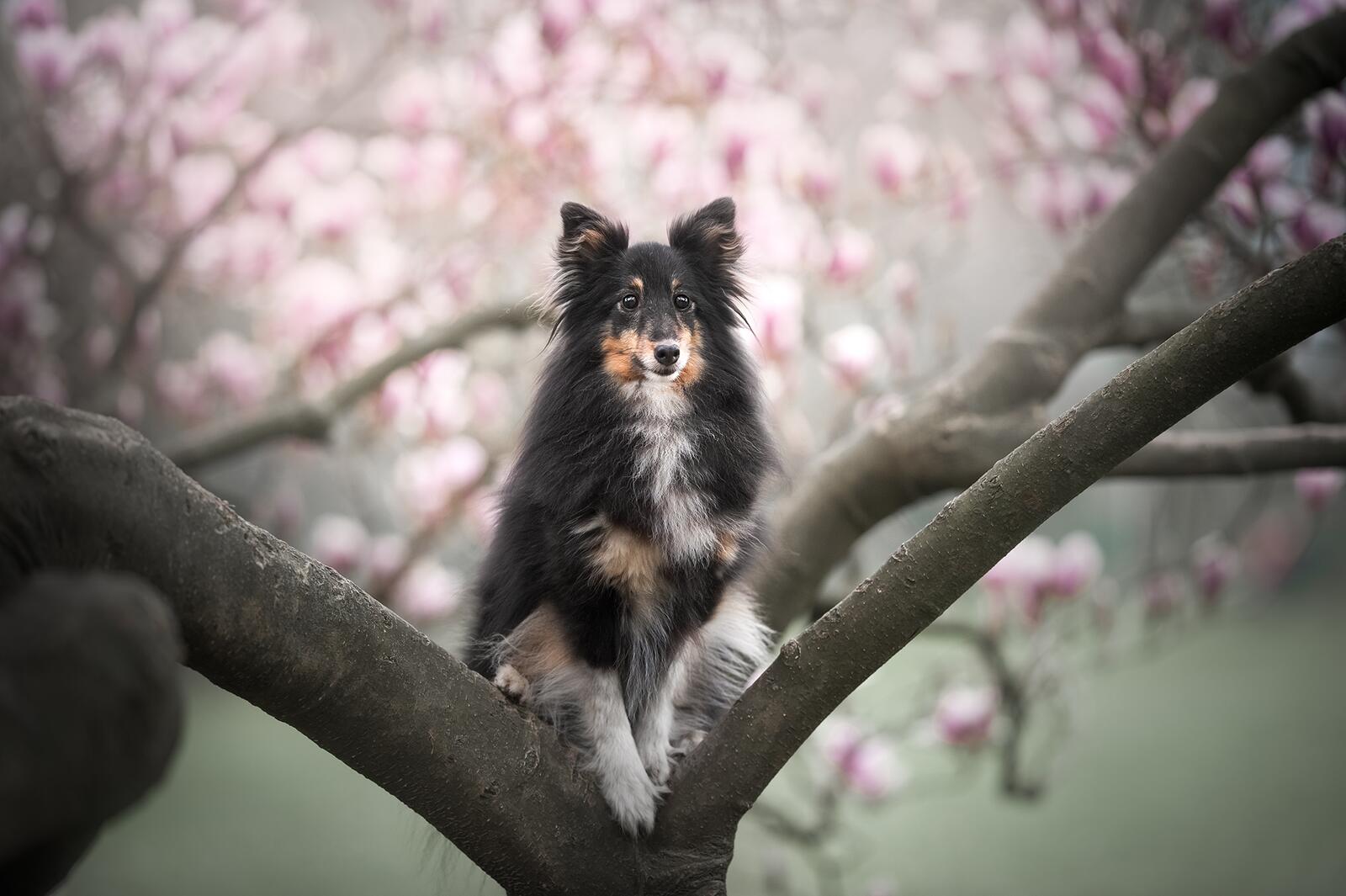 Собака на дереве