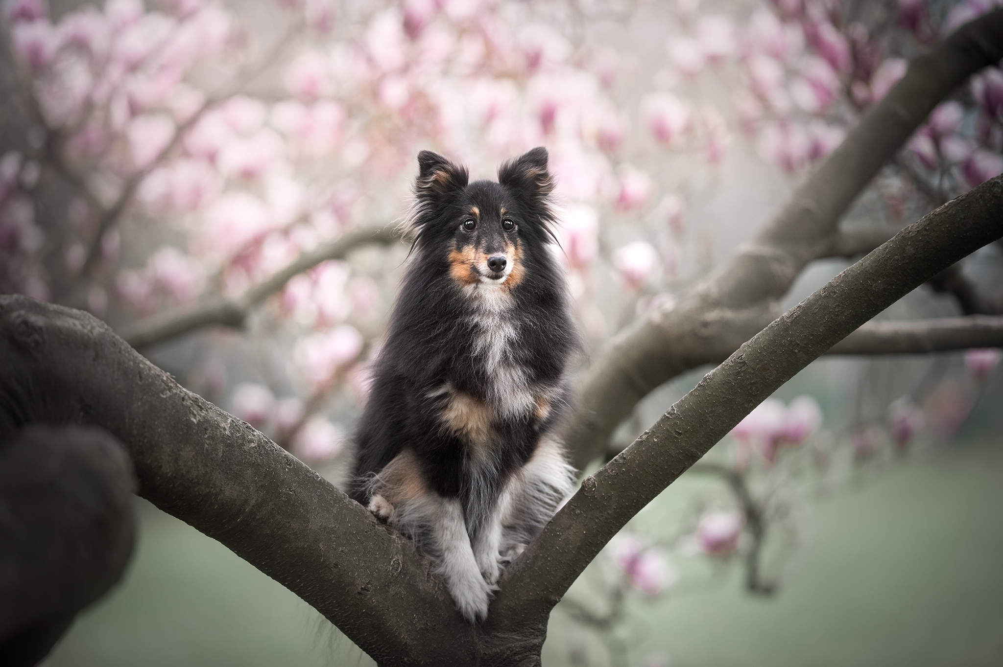 Free photo Dog on a tree