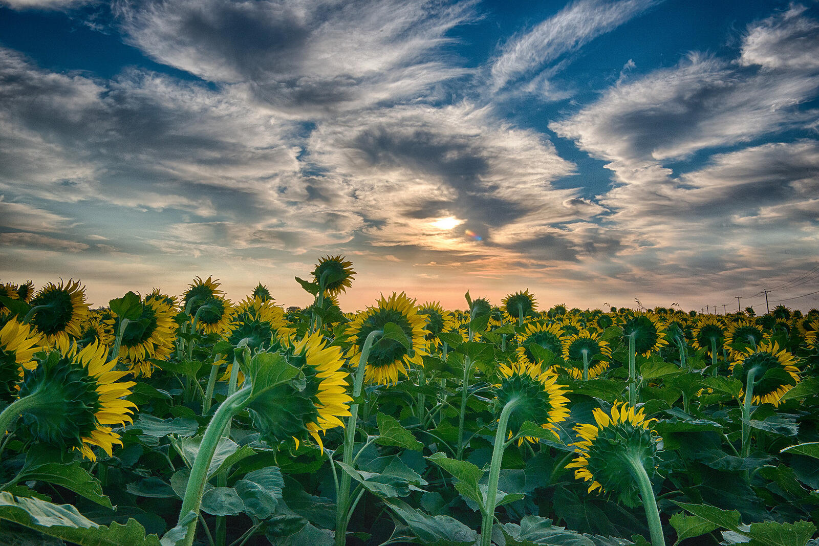Wallpapers flowers sunflowers clouds on the desktop