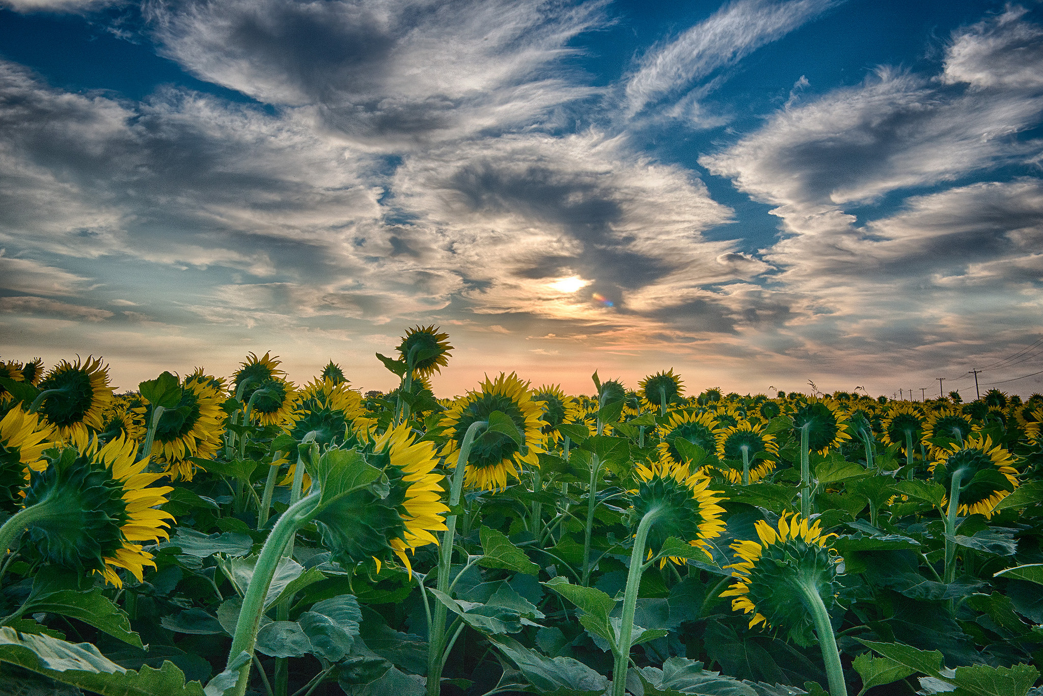 Wallpapers flowers sunflowers clouds on the desktop