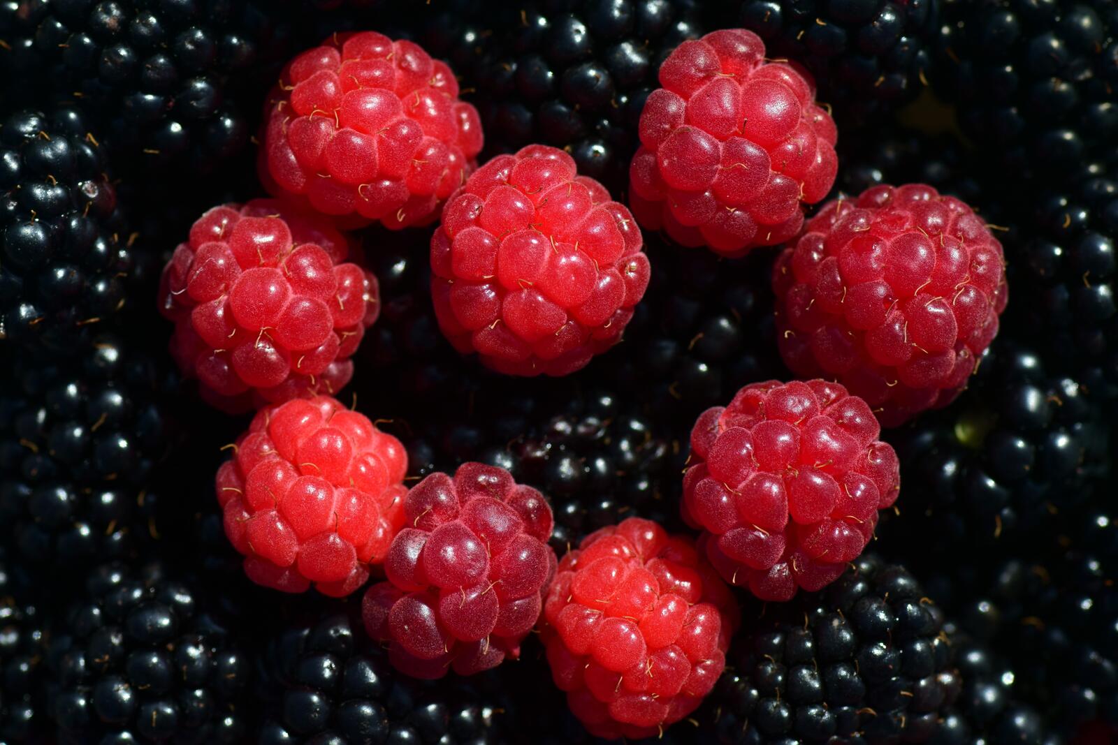 Wallpapers blackberries fruits raspberries on the desktop