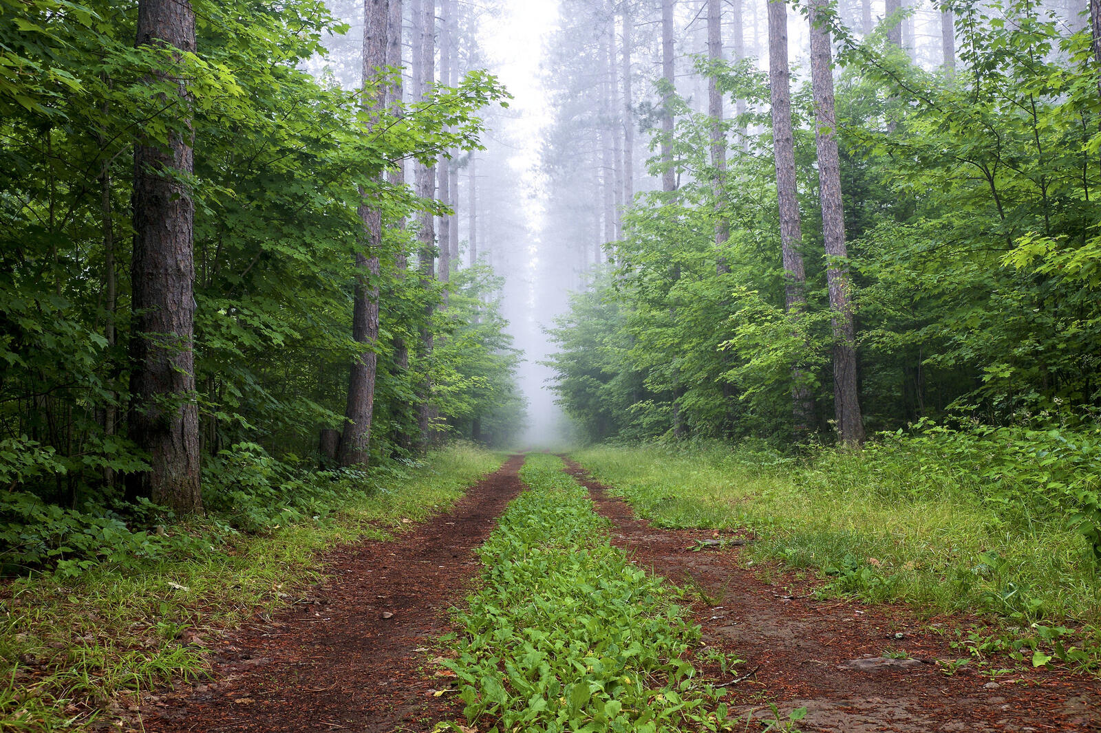 Wallpapers gravel road nature fog in the forest on the desktop