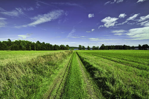 Road through a field of green grass