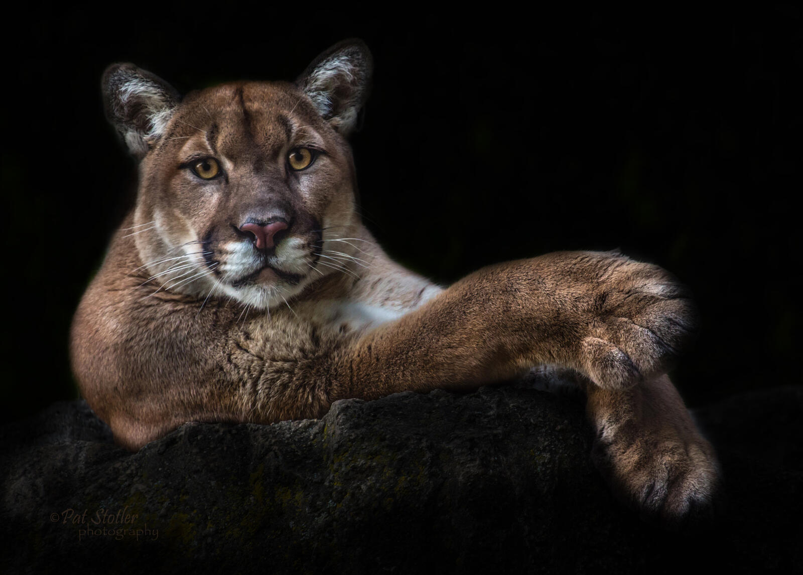 Wallpapers Cougar predator animal on the desktop