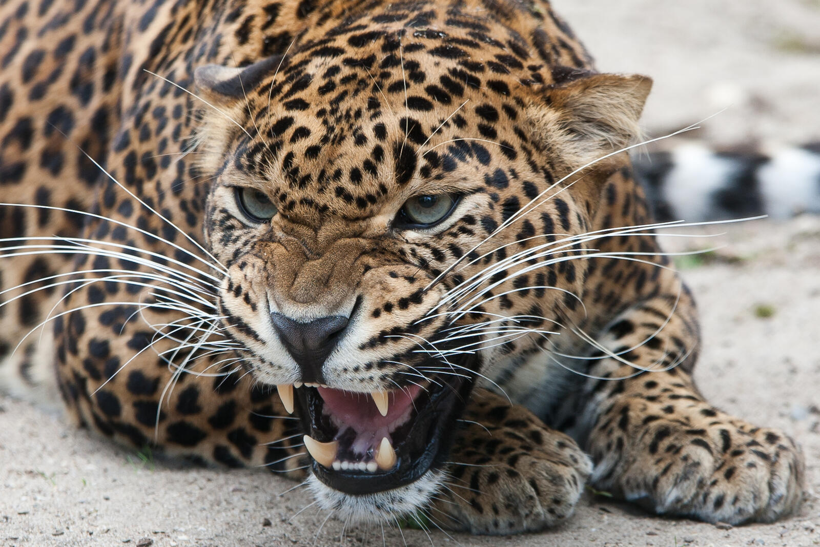Free photo Angry leopard hisses at passers-by