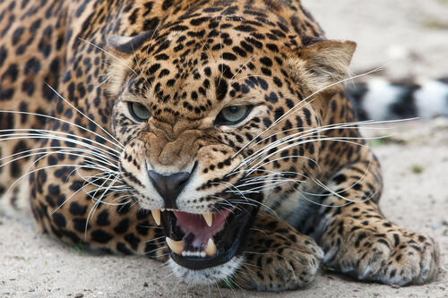 Angry leopard hisses at passers-by