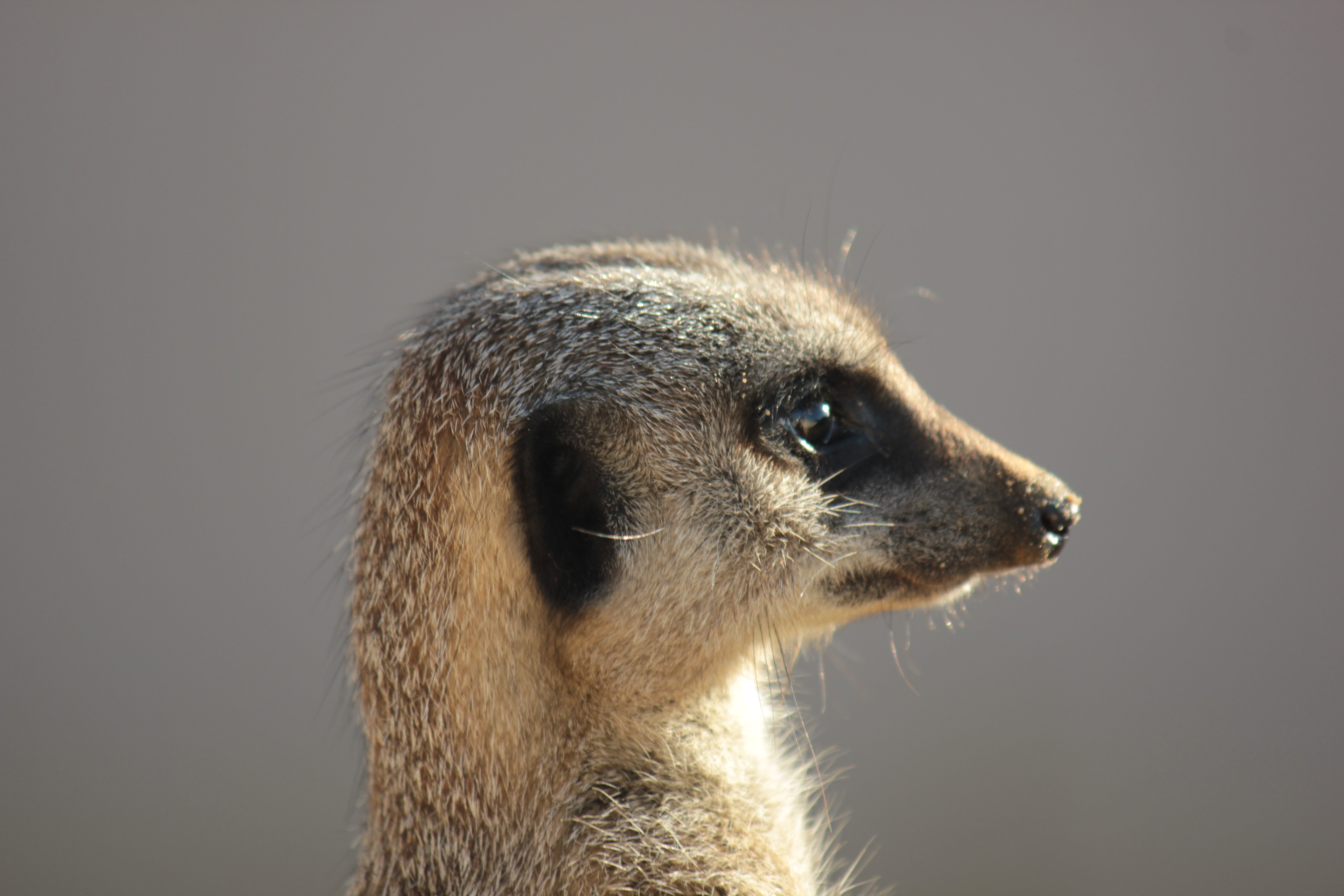 Wallpapers Meerkat meerkats looking into the distance on the desktop