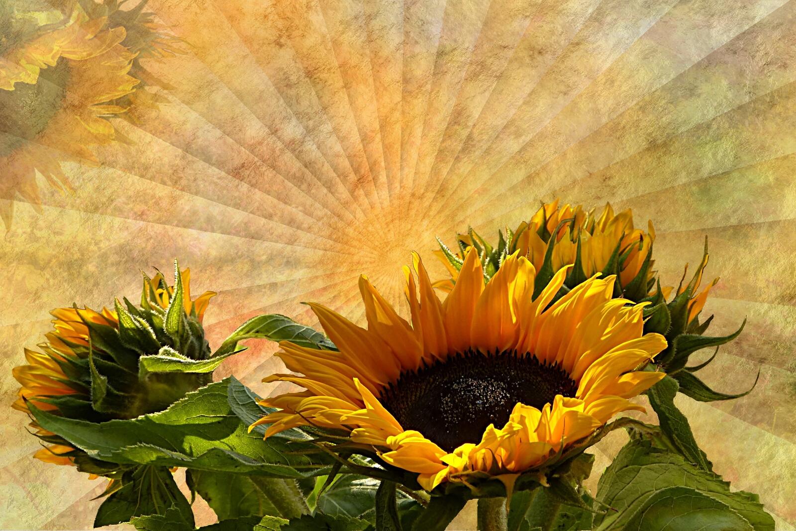 Wallpapers sunflower flower sunflowers on the desktop