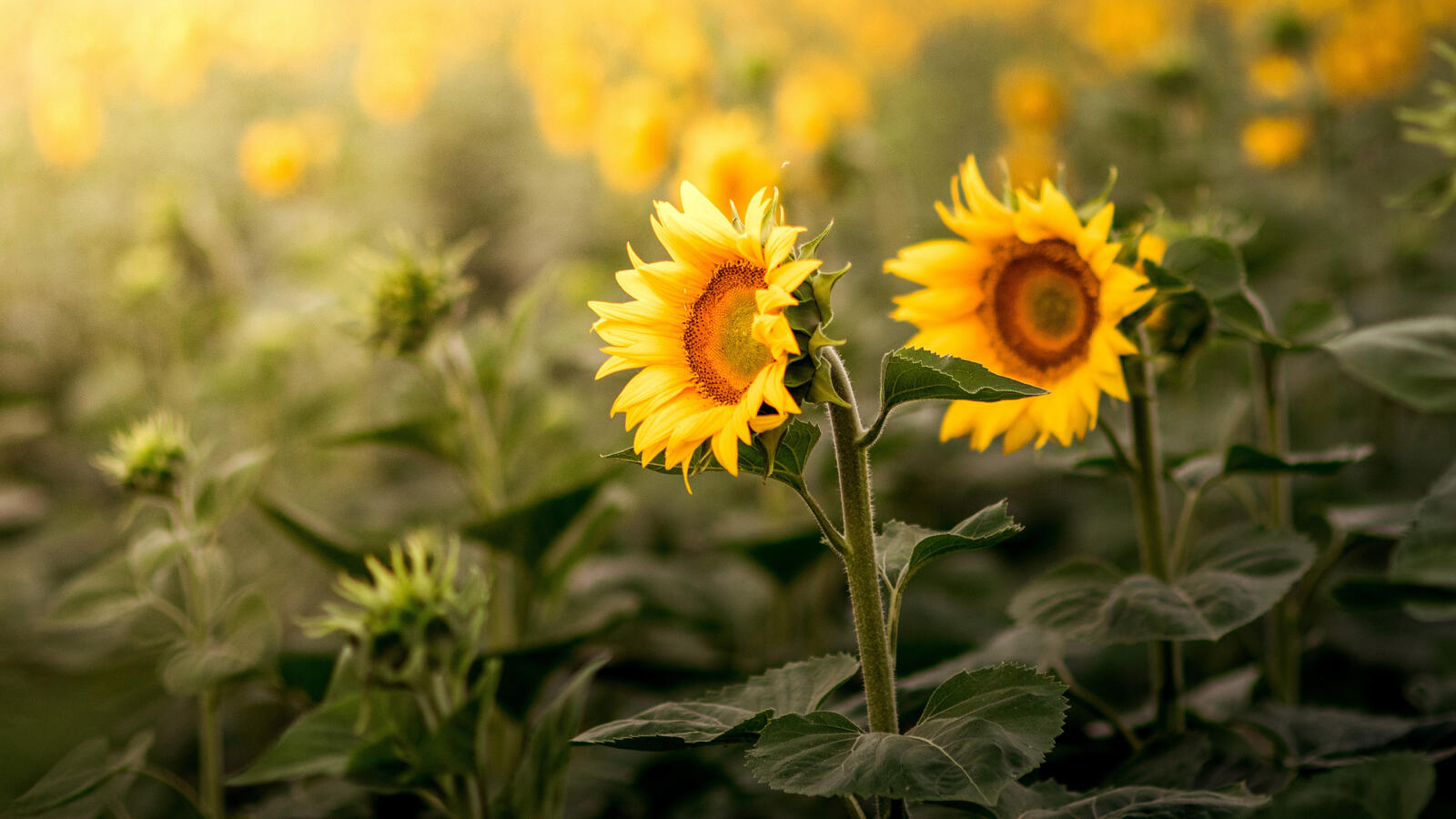 Free photo Two sunflowers