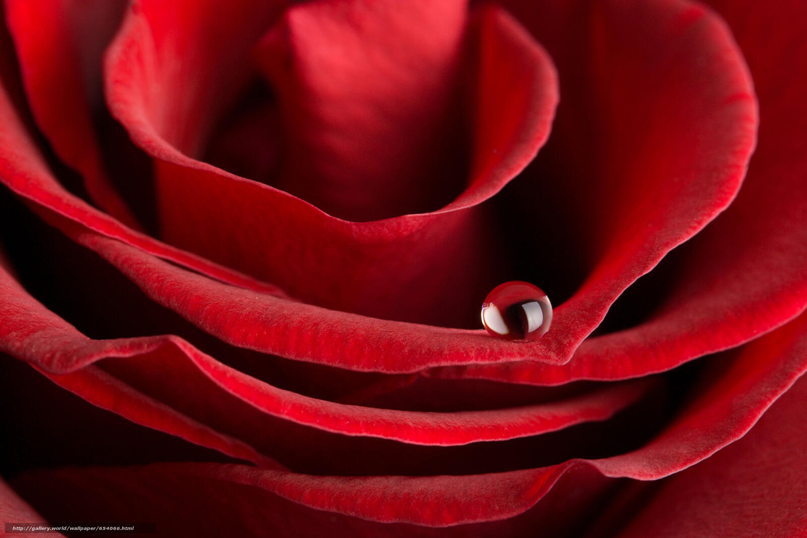 Обои красные лепестки красная роза цветы на рабочий стол