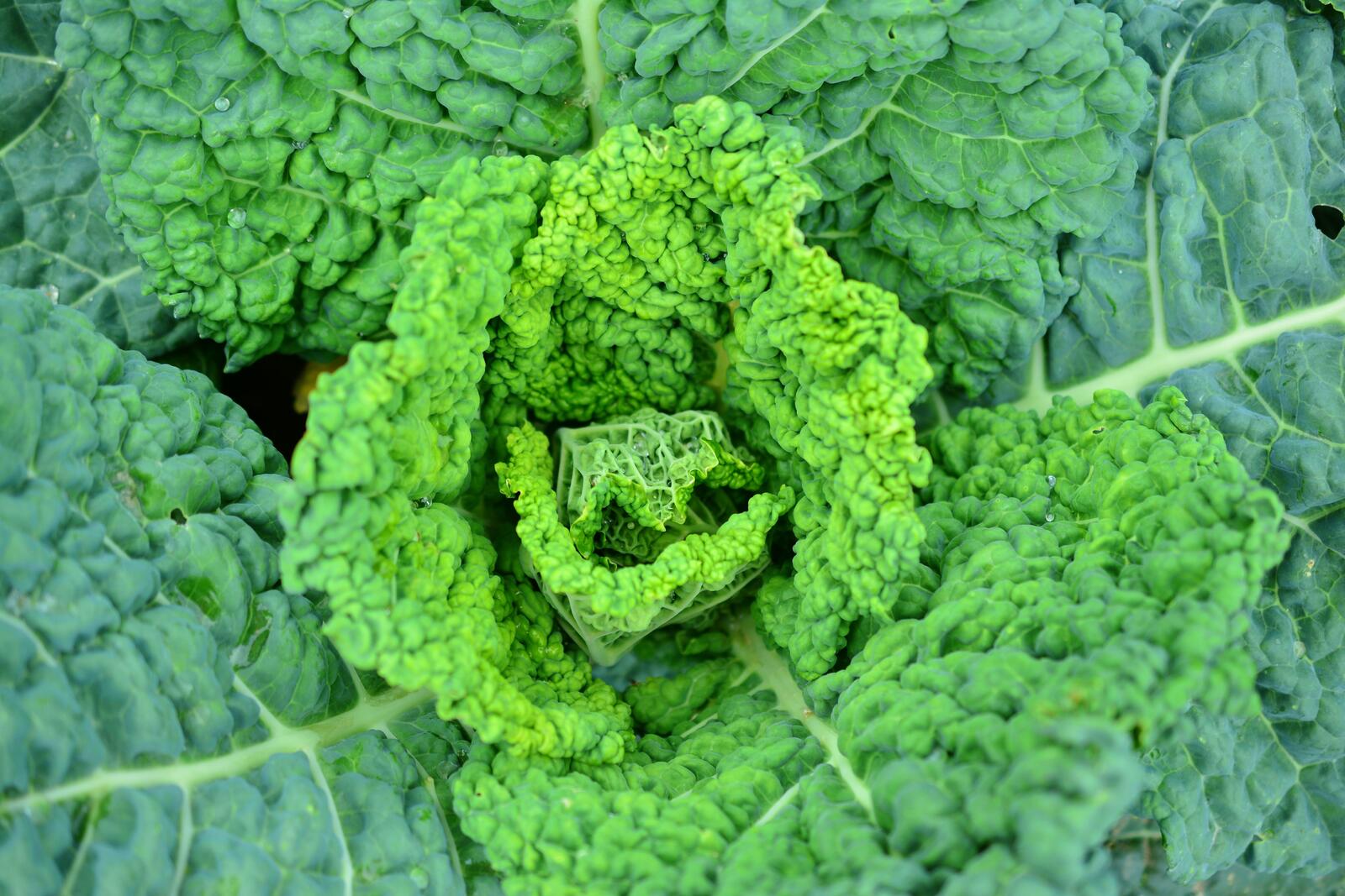 Wallpapers savoy cabbage vegetable freen on the desktop