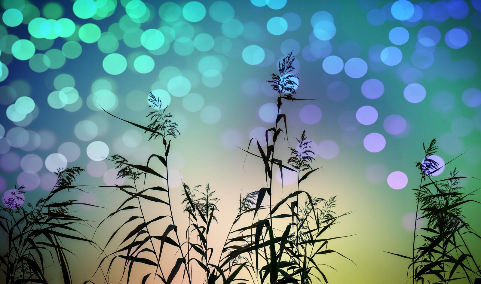 Wallpapers cane plant grass on the desktop