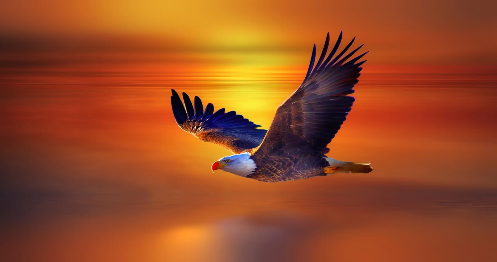 Wallpapers flying eagle bird on the desktop
