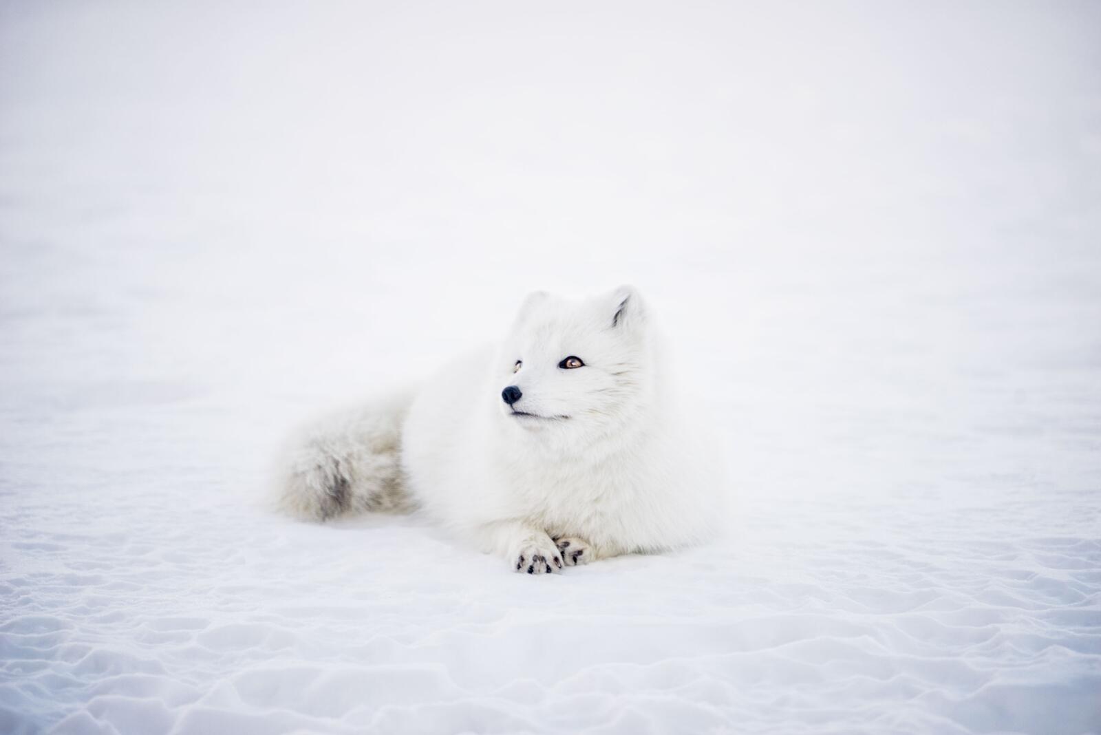 Wallpapers Arctic foxes cute lying on the desktop