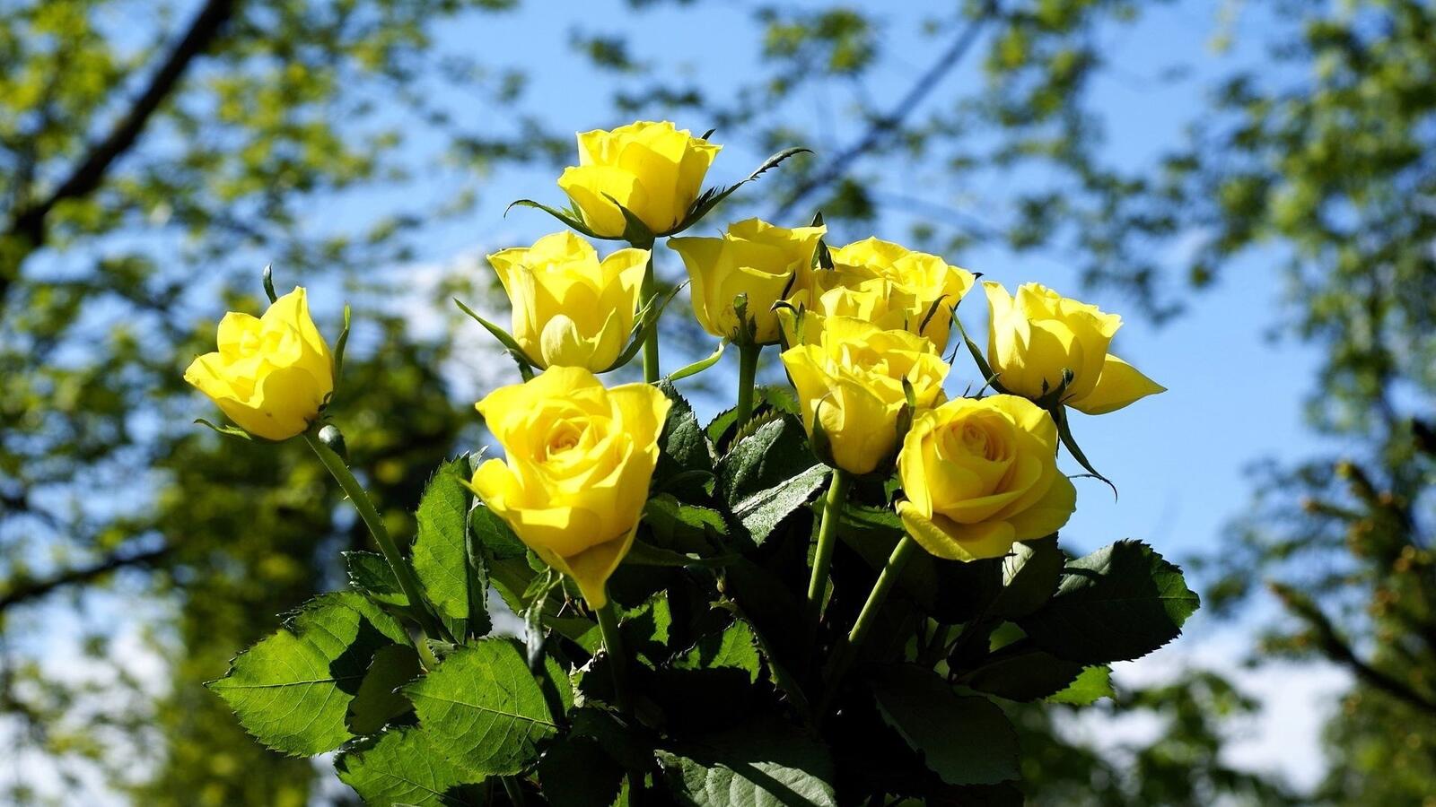 Обои цветы розы желтый букет на рабочий стол