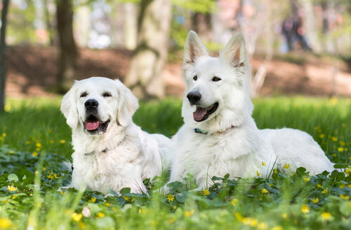 Белые собаки на поляне