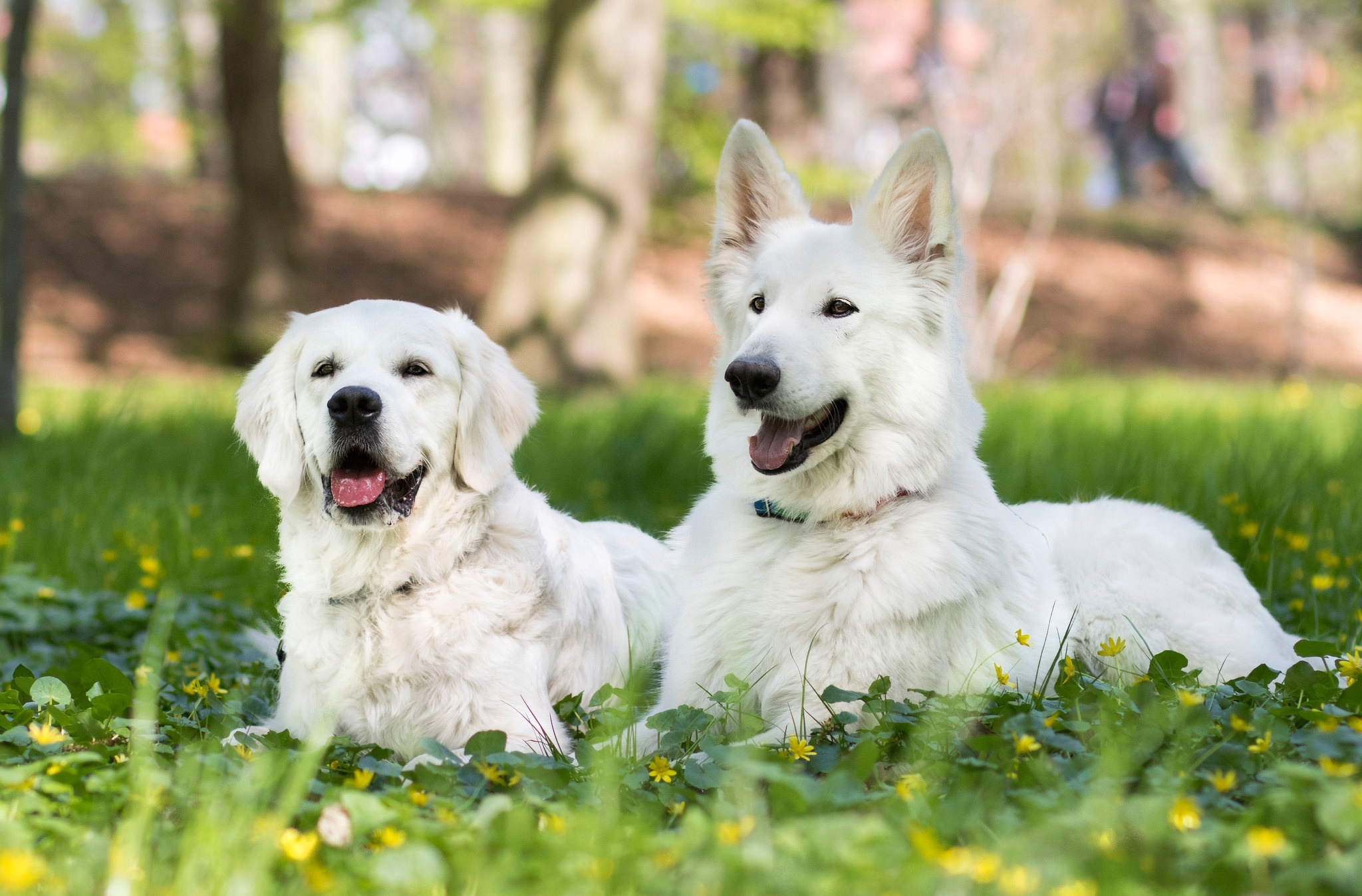 Белые собаки на поляне · бесплатное фото