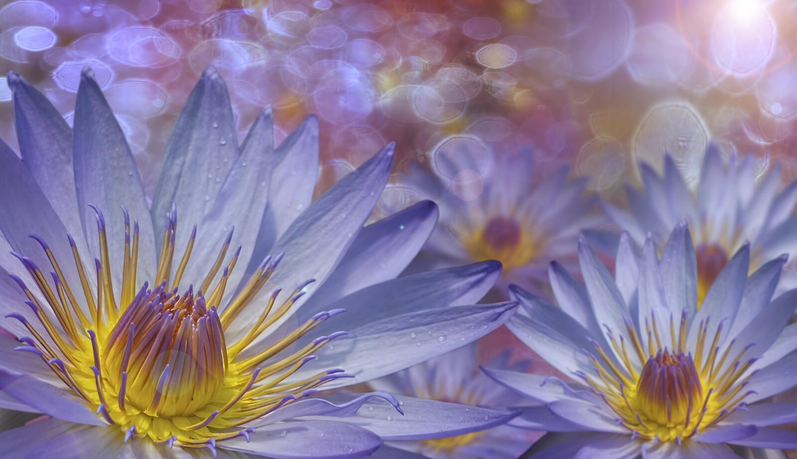 免费照片百合花和花瓣上的雨滴