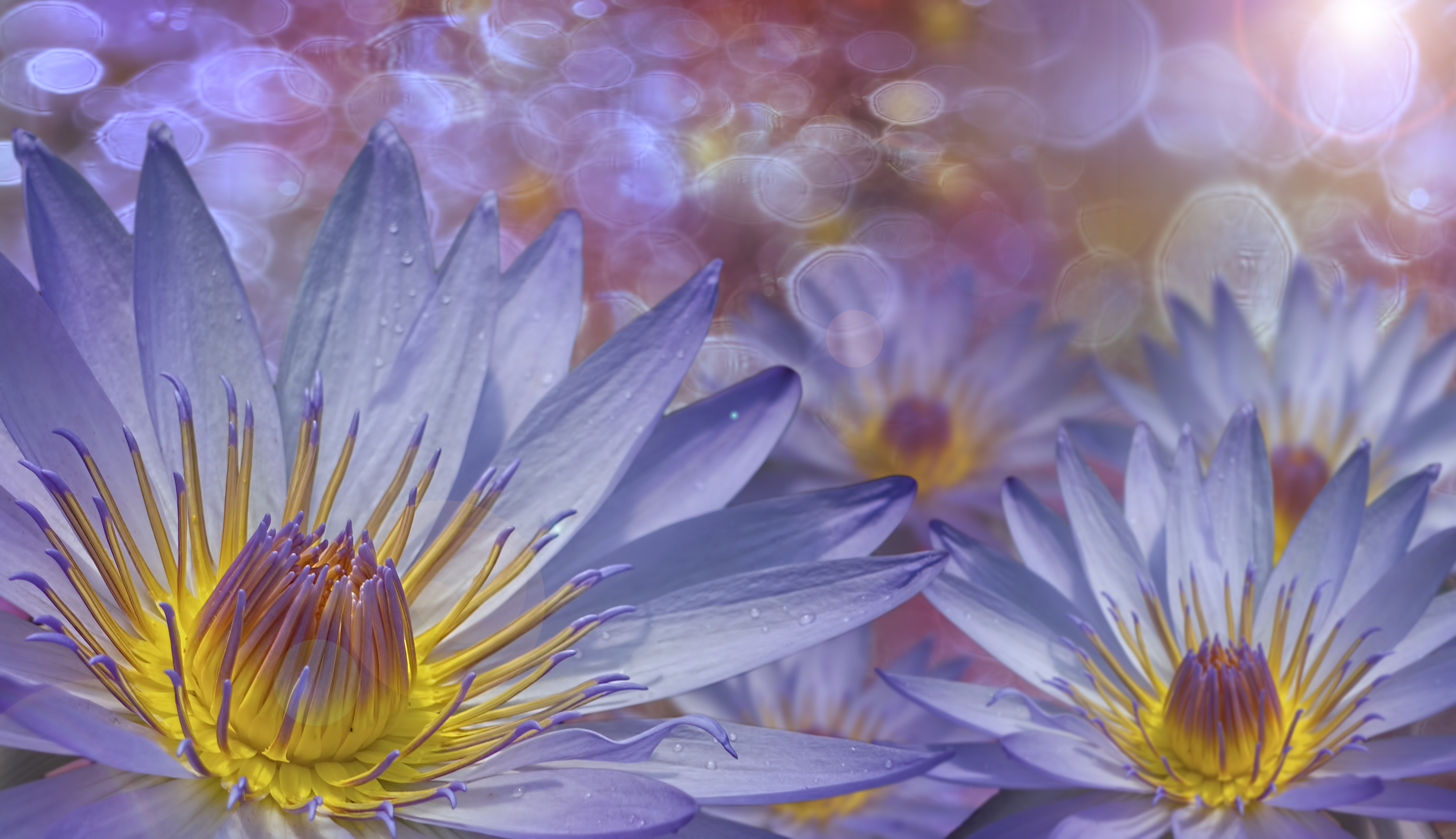 Лилии и капли дождя на лепестках · бесплатное фото