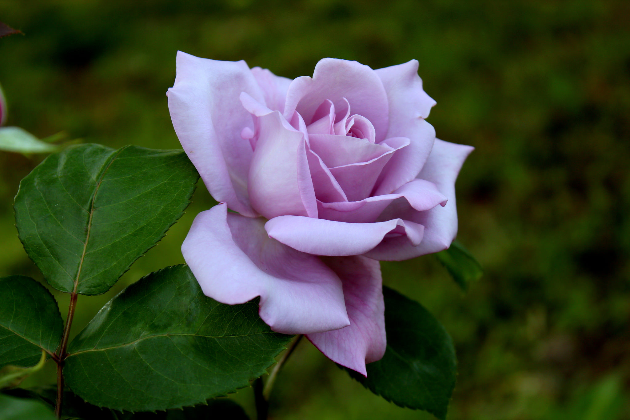 Photo free lonely rose, flower arrangement, flora