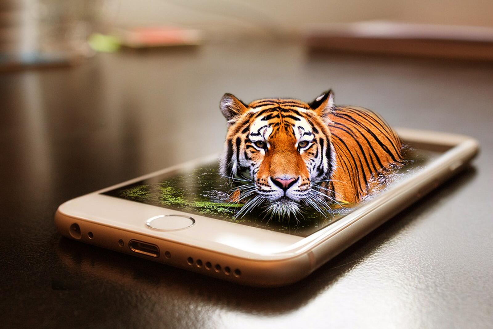 Wallpapers smartphone tiger cat on the desktop