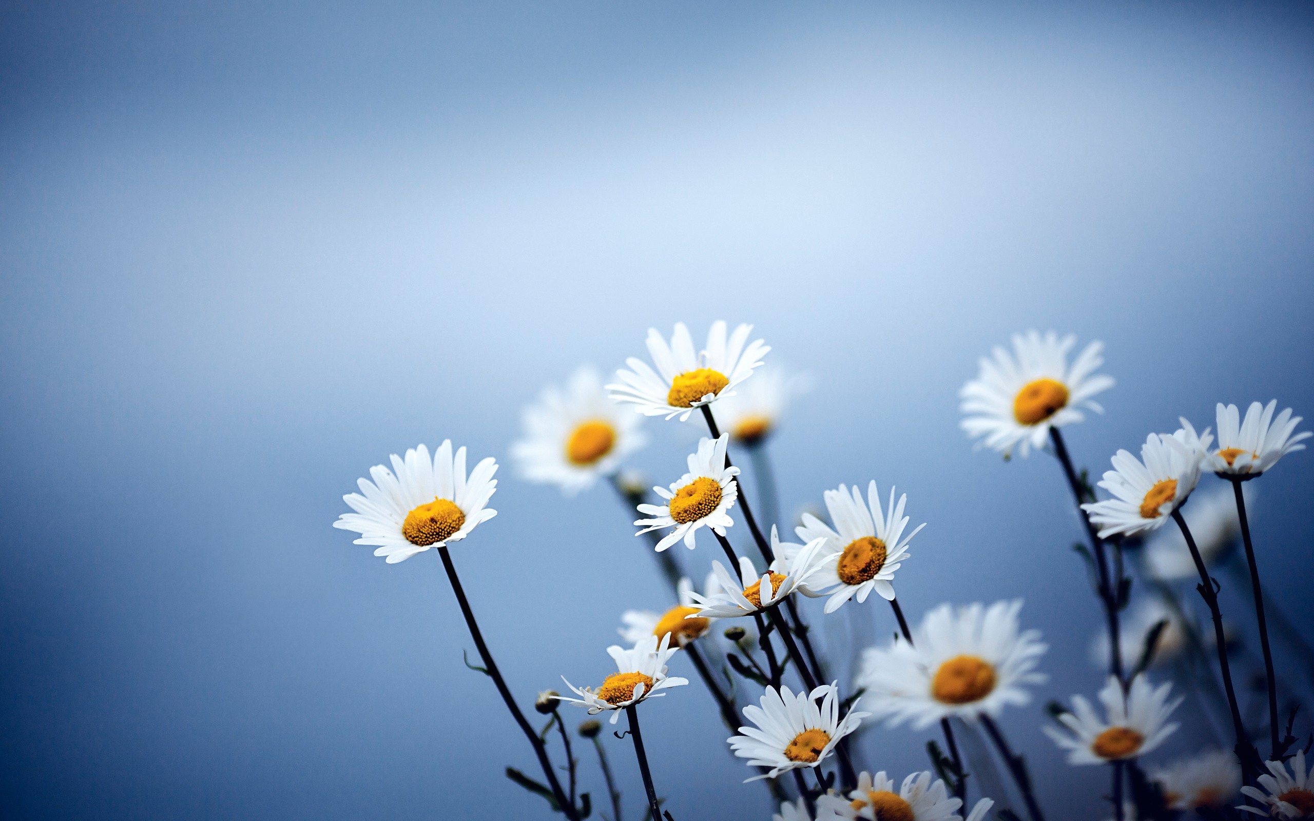 Wallpapers Matricaria nature daisies on the desktop