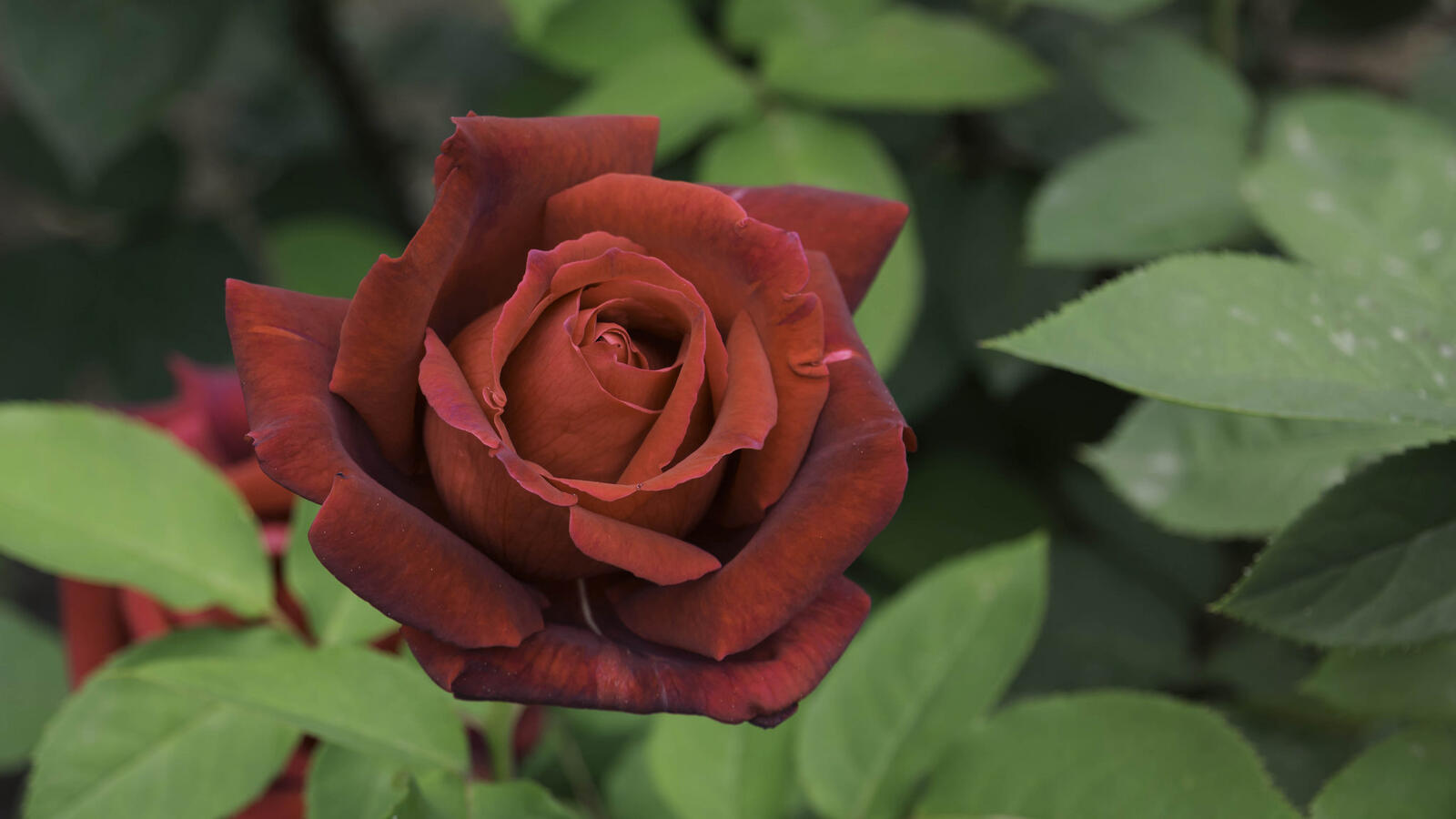 Бесплатное фото Красные лепестки розы
