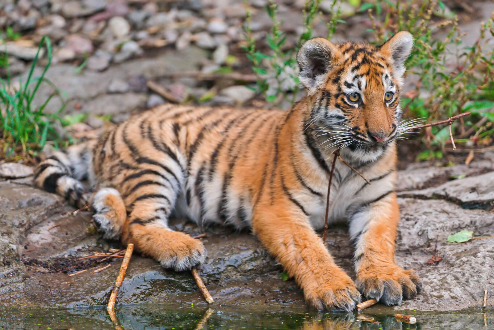 Wallpapers big cat striped tiger cub on the desktop