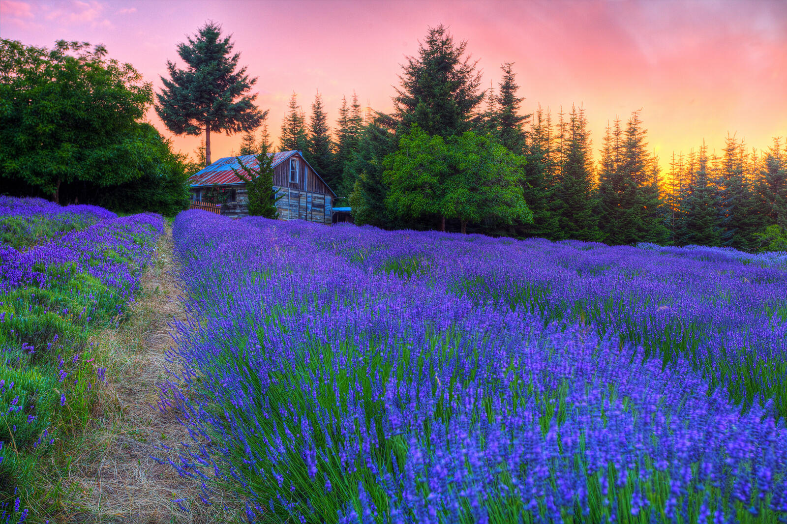 Wallpapers lavender small house landscape on the desktop