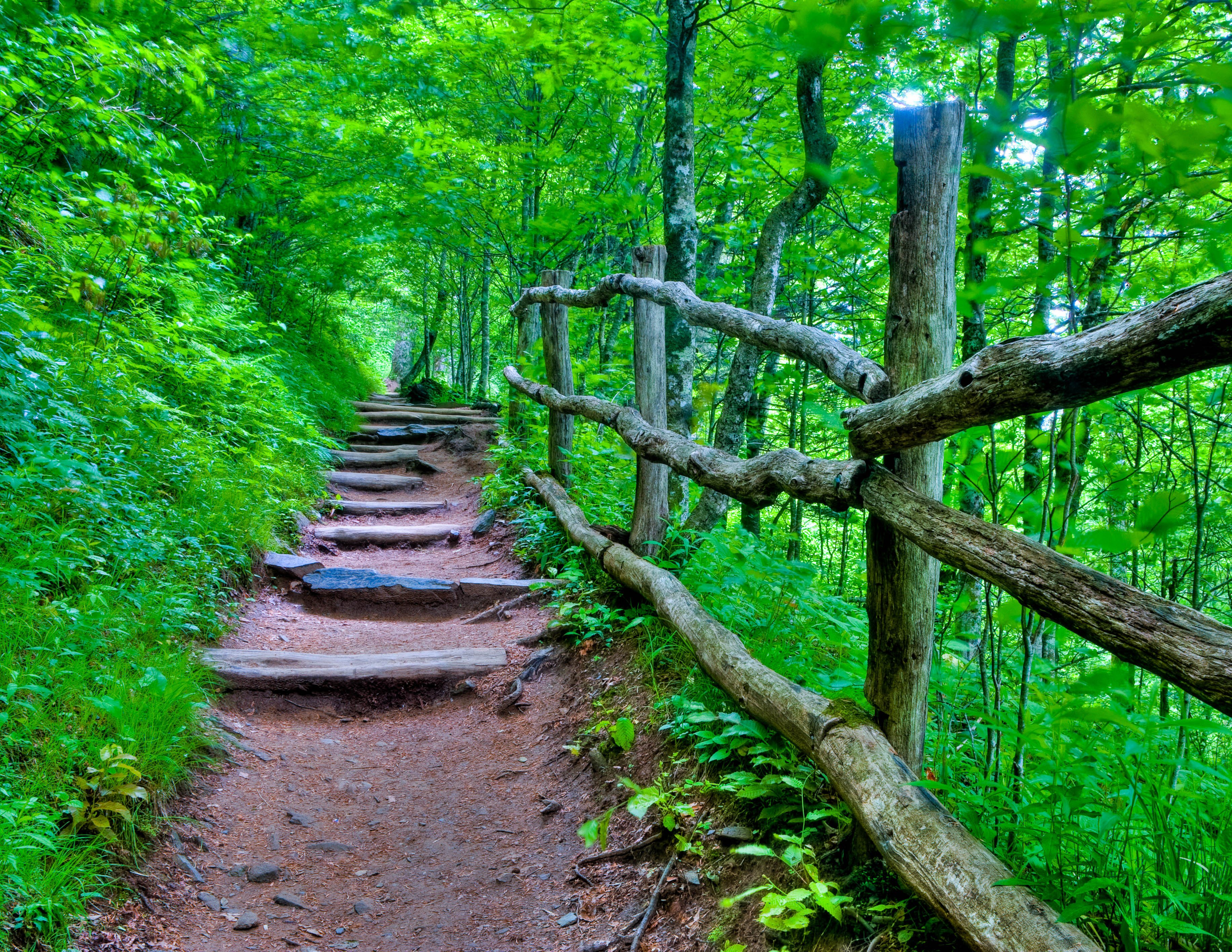 Wallpapers nature forest steps on the desktop