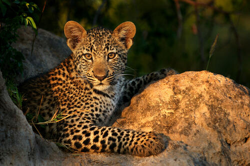 Cute kitty leopard