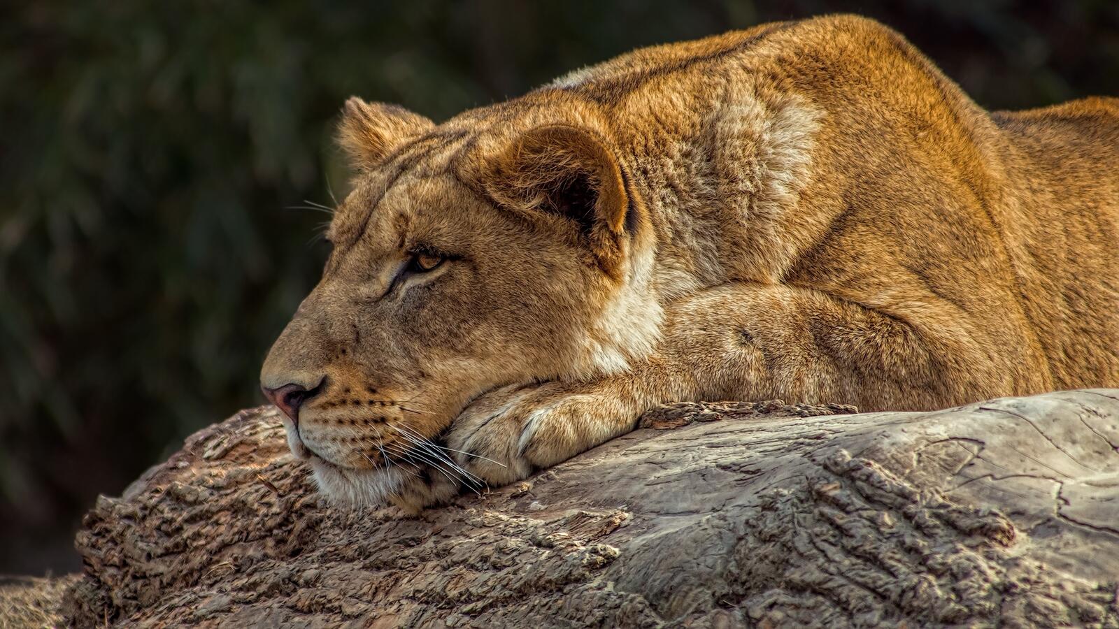 Free photo Lioness on a fallen tree