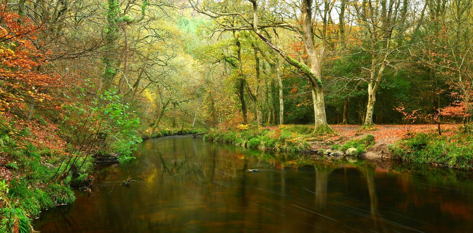 Wallpapers trees river in the forest autumn forest on the desktop