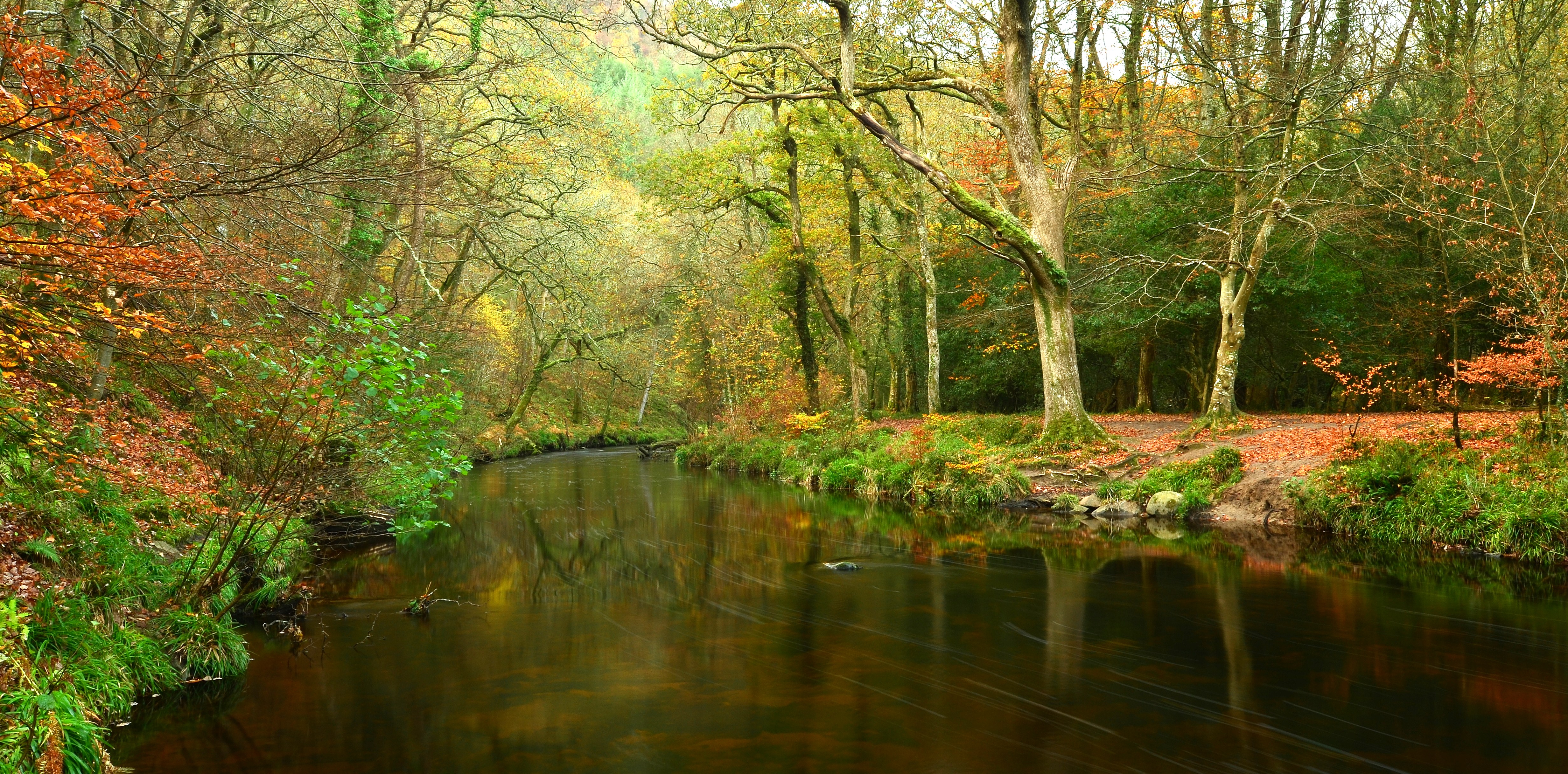 Картина река в лесу