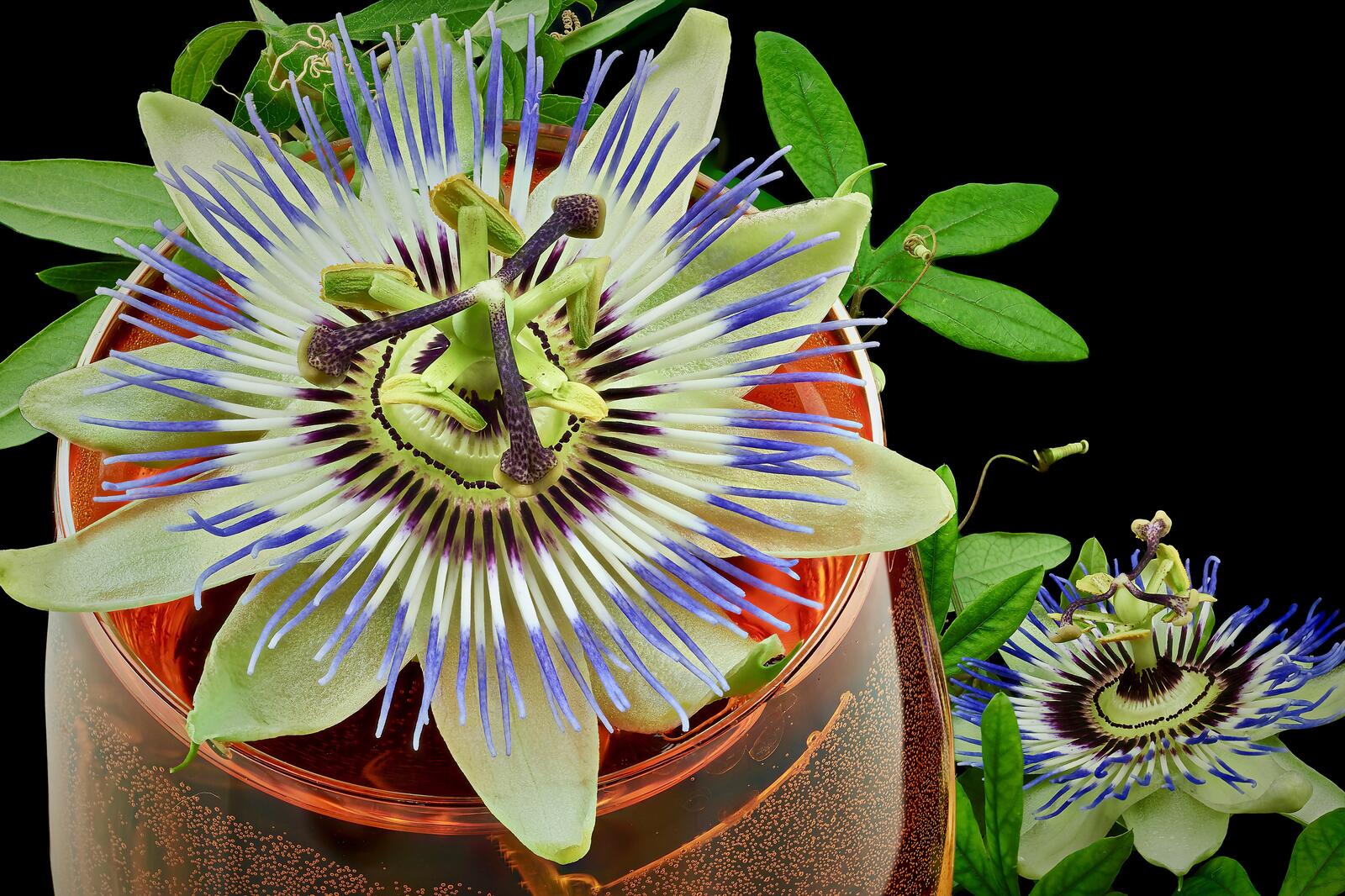 Wallpapers Passionflower Pasionflower flower on the desktop