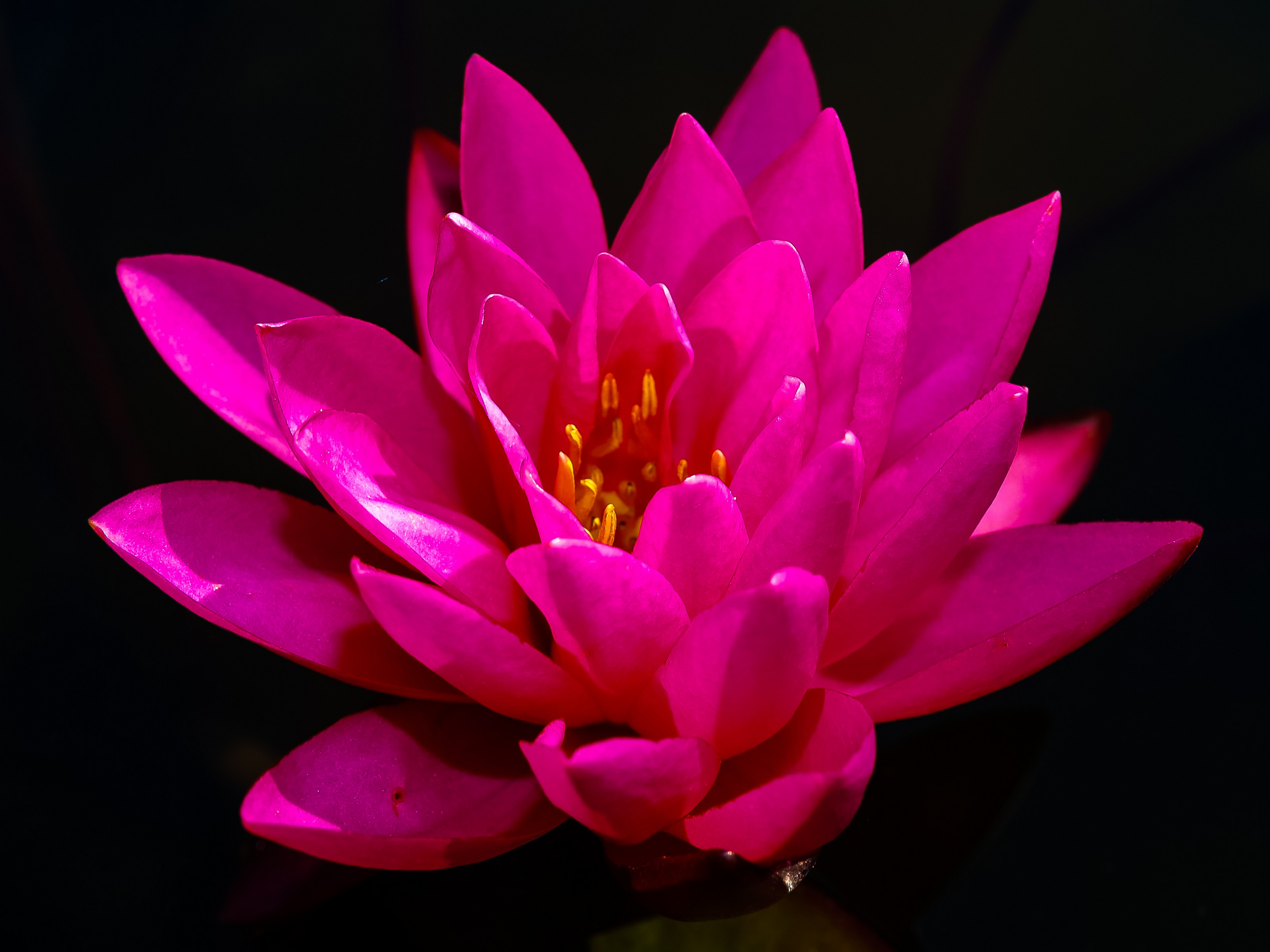 Фото цвести ботанический яркий - бесплатные картинки на Fonwall