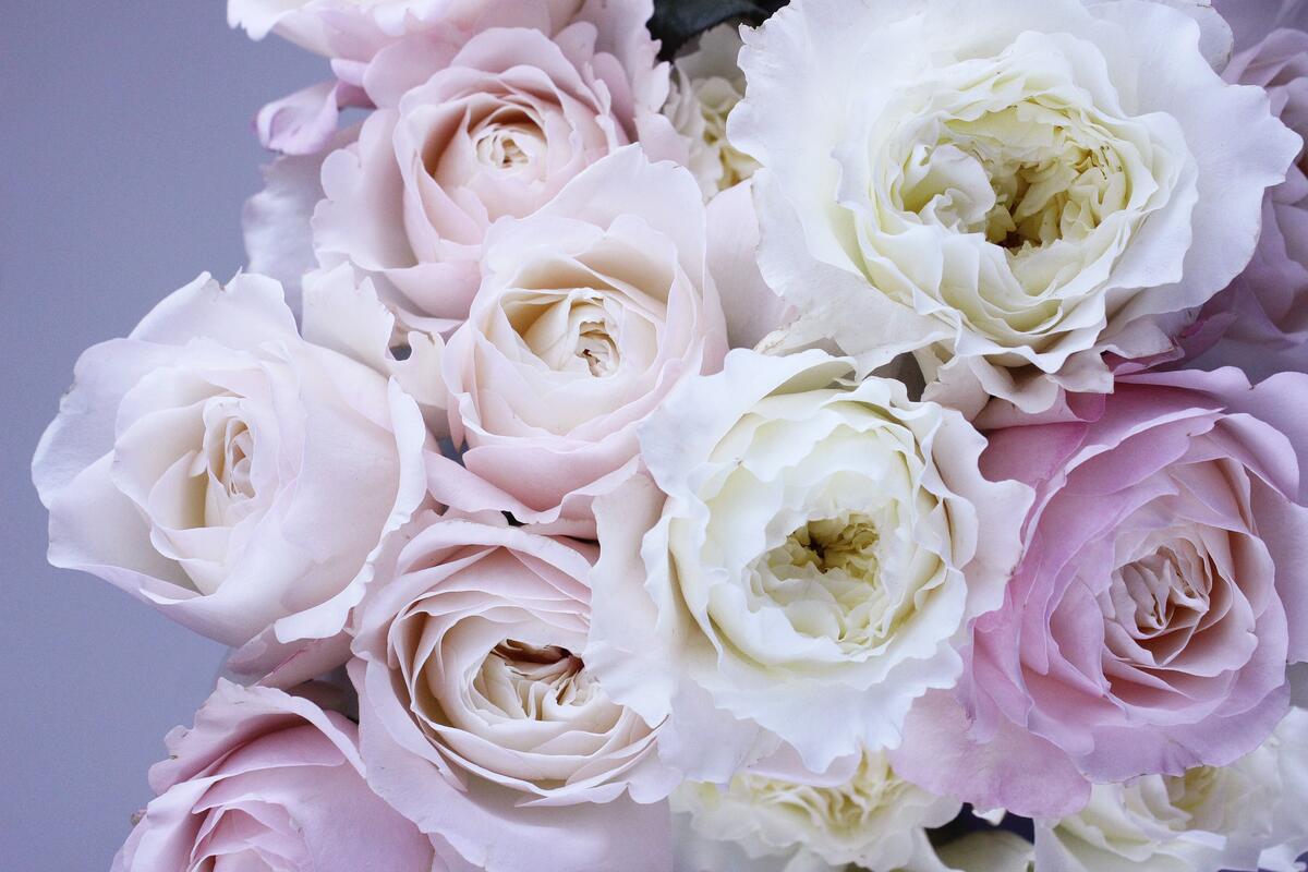 Very beautiful bouquet with white and pink roses