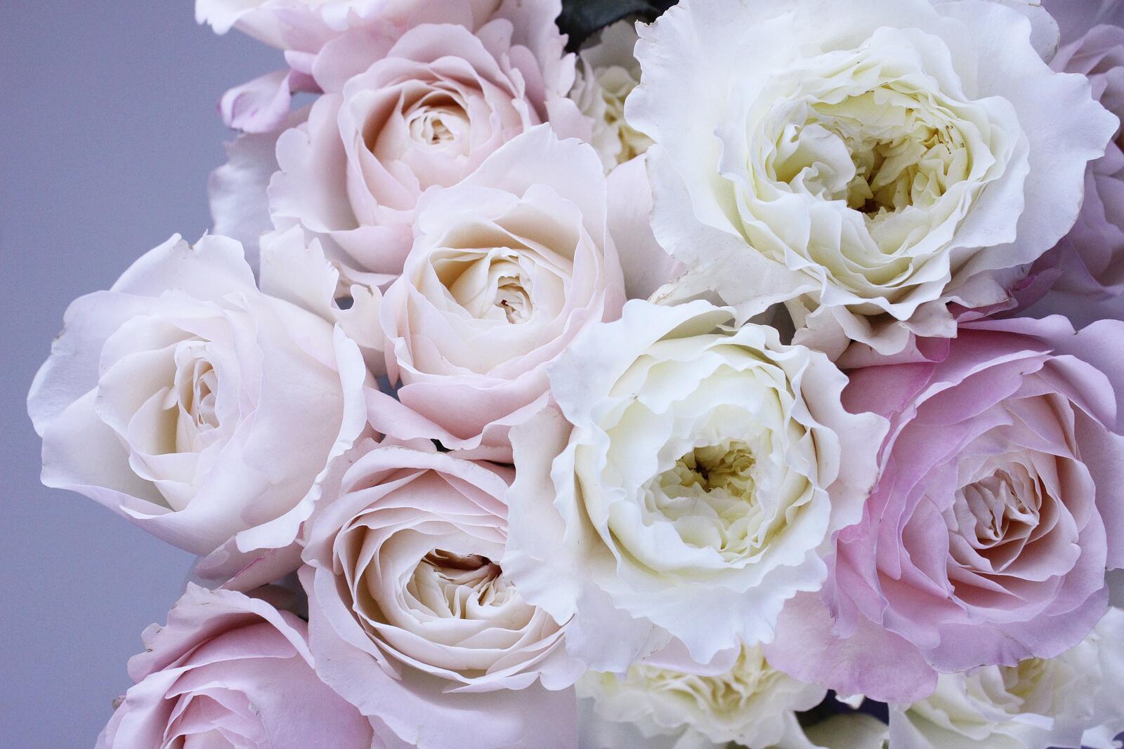 免费照片非常漂亮的白色和粉色玫瑰花束