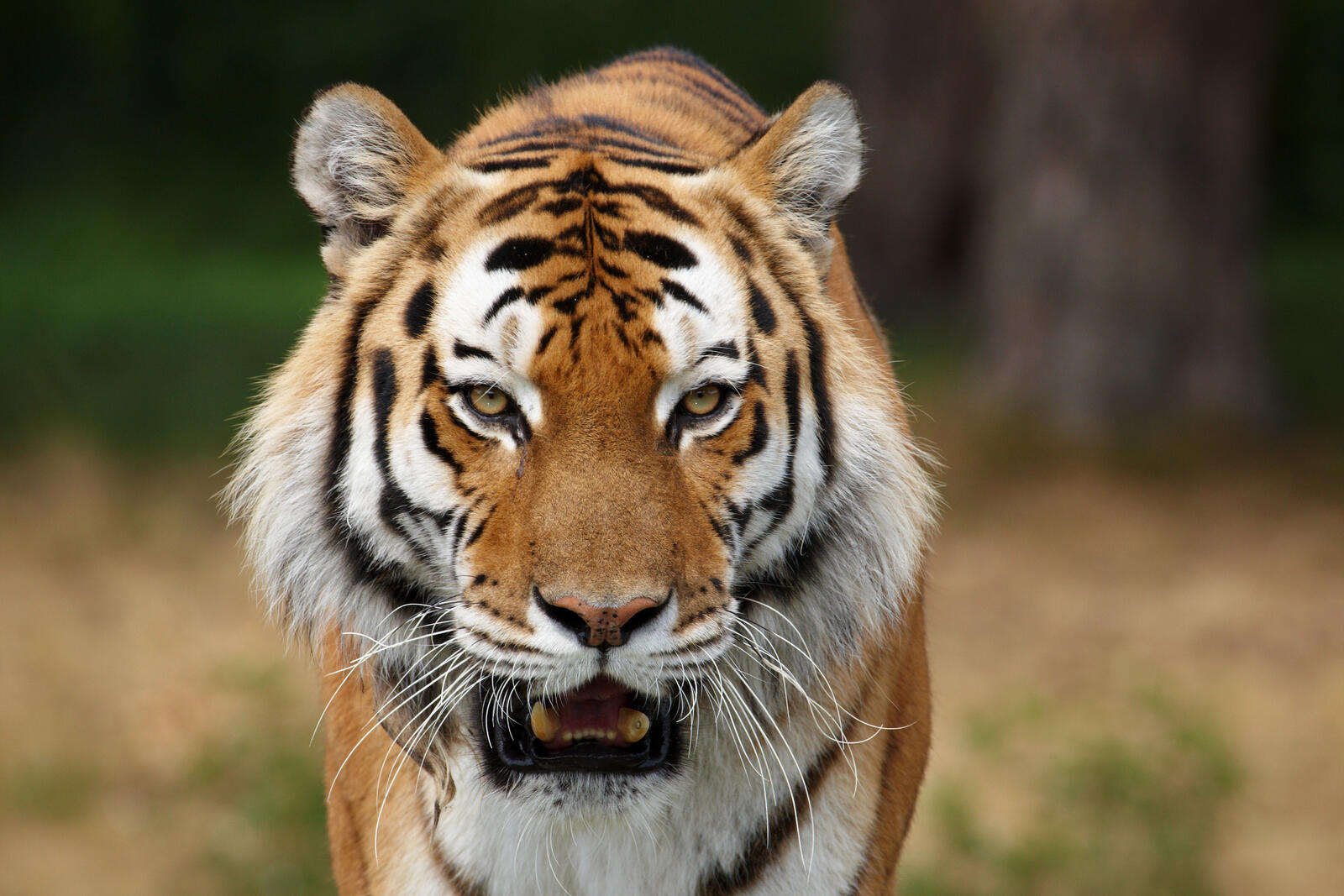Бесплатное фото Рычащий тигра
