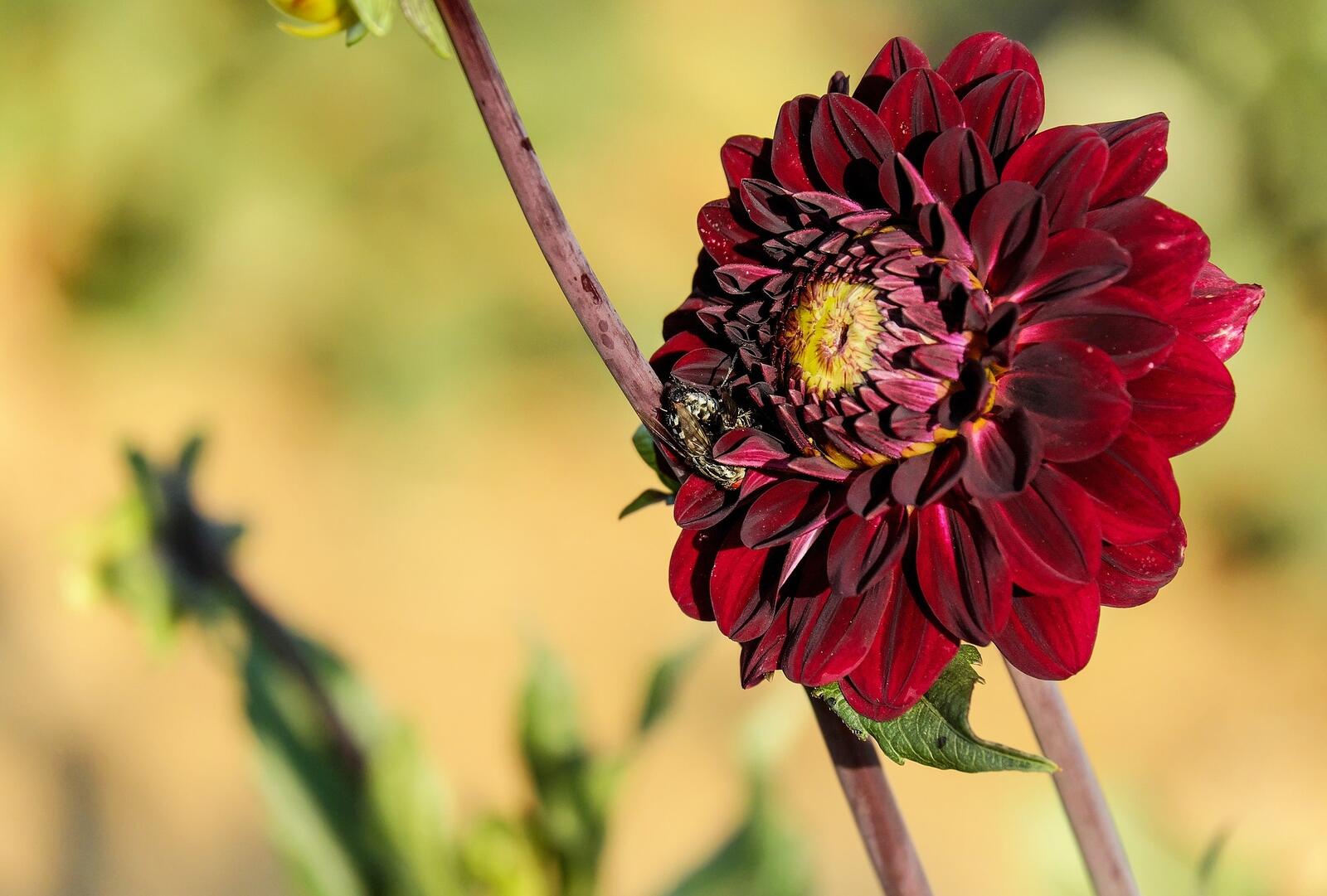 Wallpapers dahlias Burgundy branches on the desktop