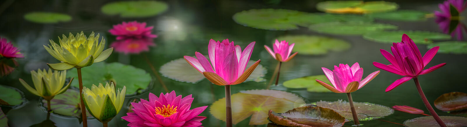 Free photo Growing water lily