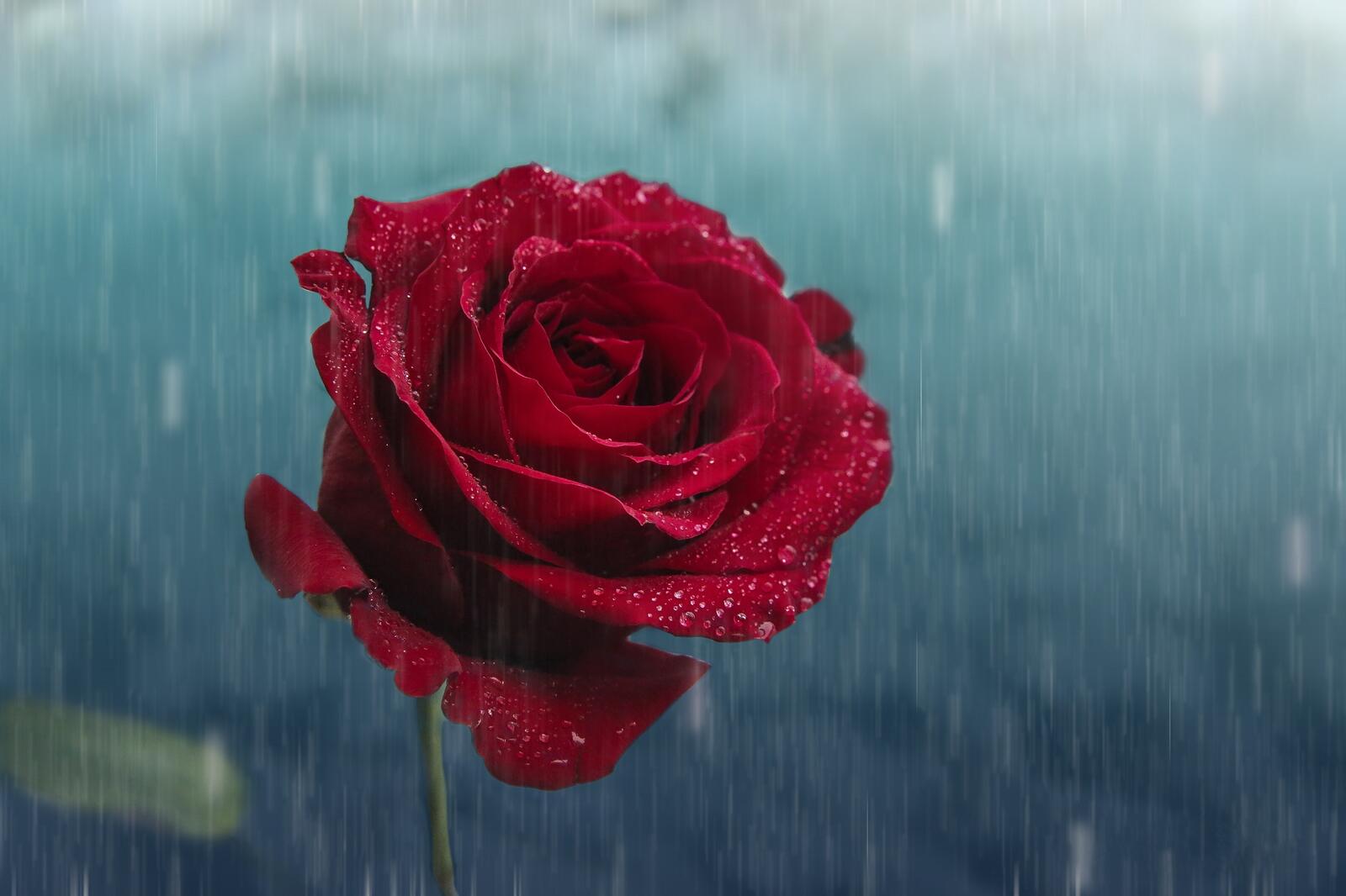 Обои роза дождик капли на рабочий стол