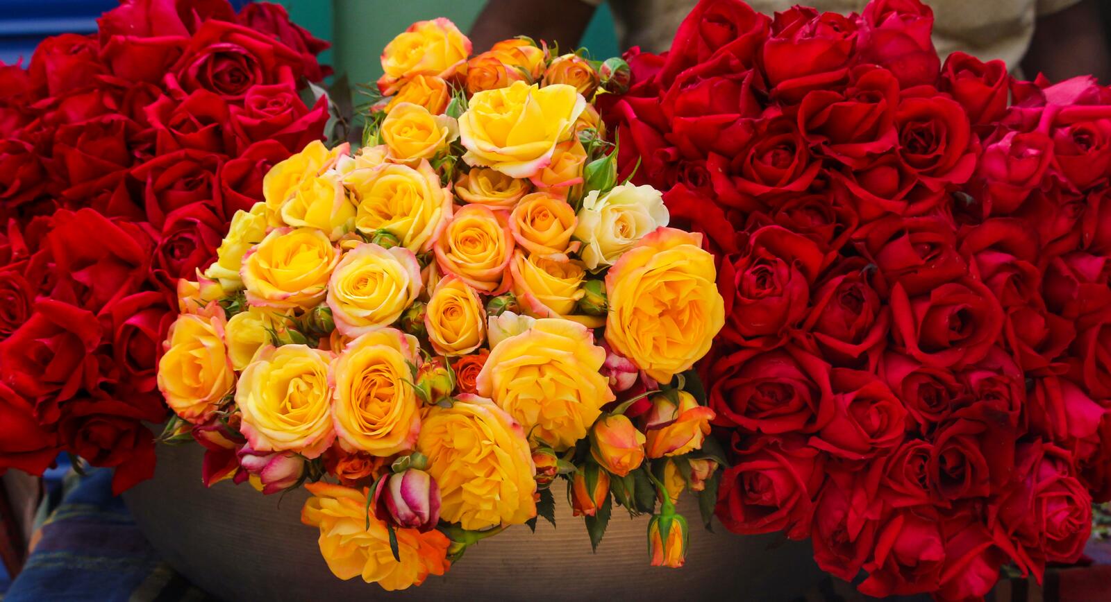 Обои цветок цветы розы на рабочий стол