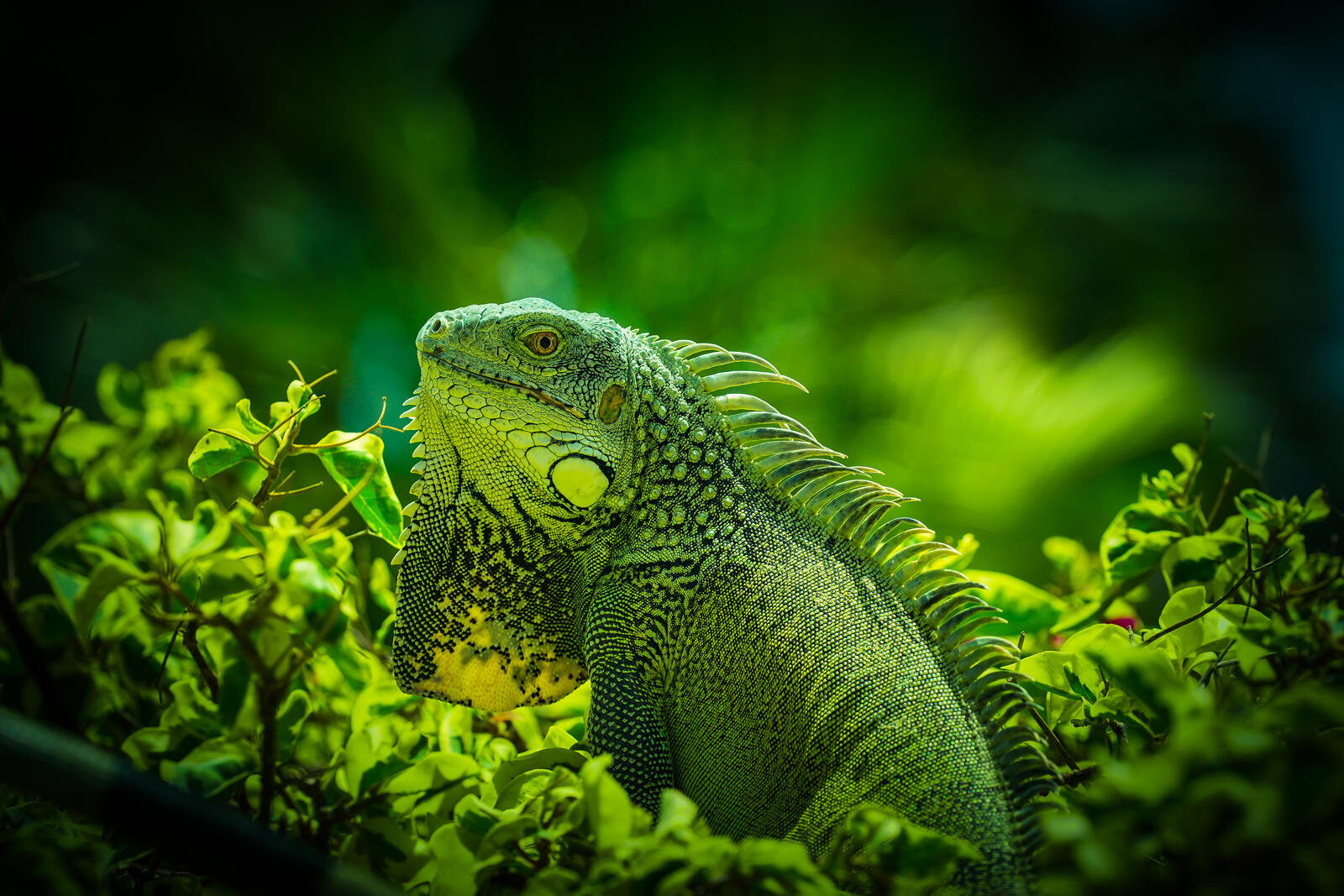 Wallpapers Iguane Common iguana Green Iguana on the desktop