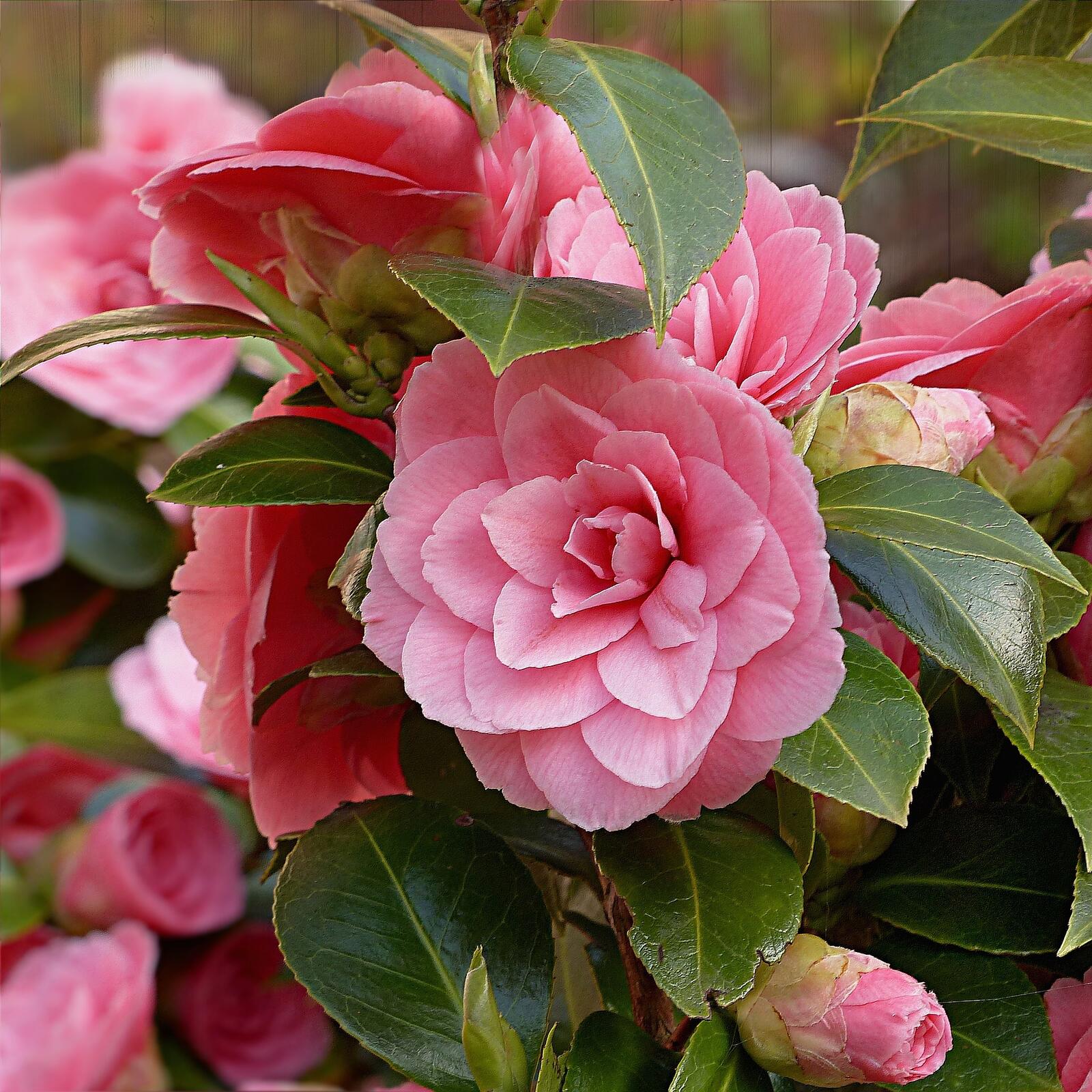Wallpapers Camellia flowers leaves on the desktop